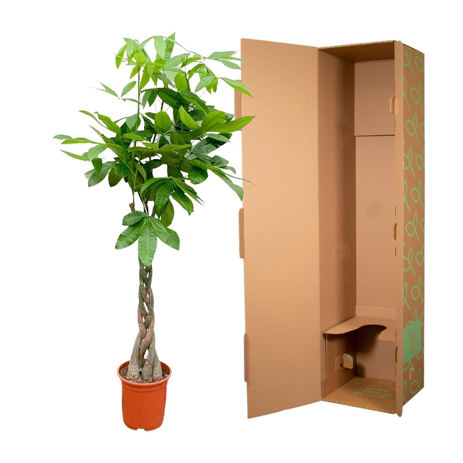 Pachira Aquatica - 150cm - ø24 (8721055693925)
