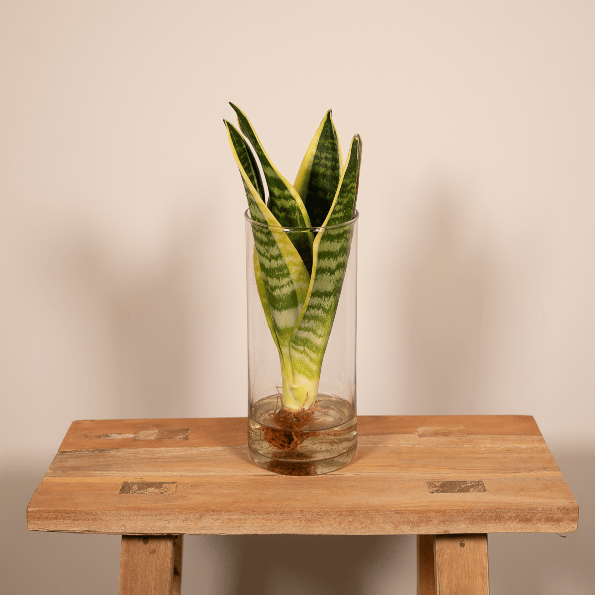 Sanseviera in Cylinder glas (8720634287586)