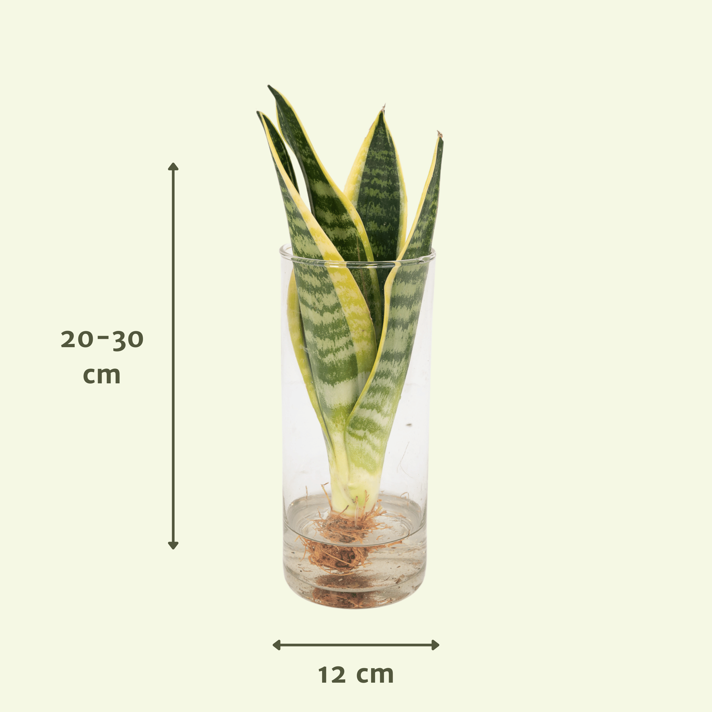 Sanseviera in Cylinder glas (8720634287586)