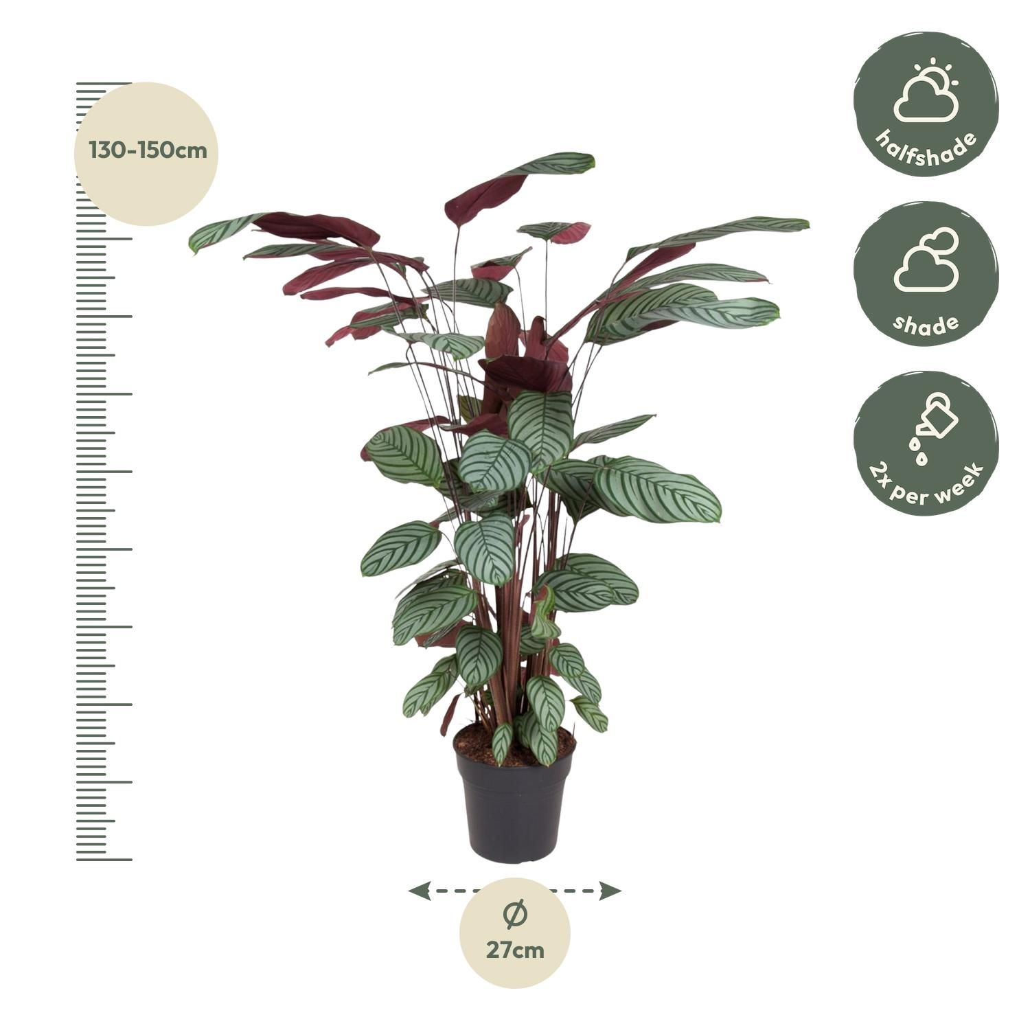 Calathea Oppenheimiana - 130 cm - ø27 (8721055692119)