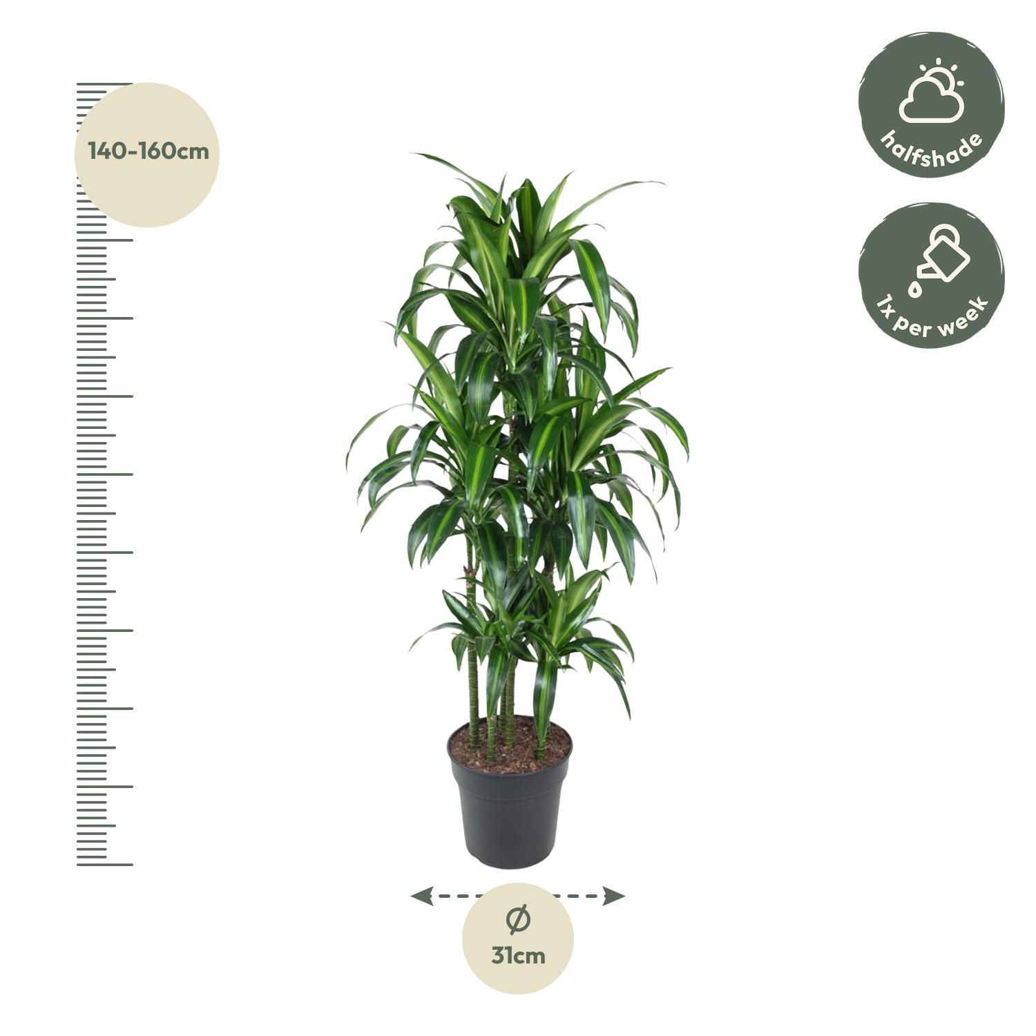 Dracaena Hawaiiana Carrousel - 150 cm - ø31 (8721055692430)