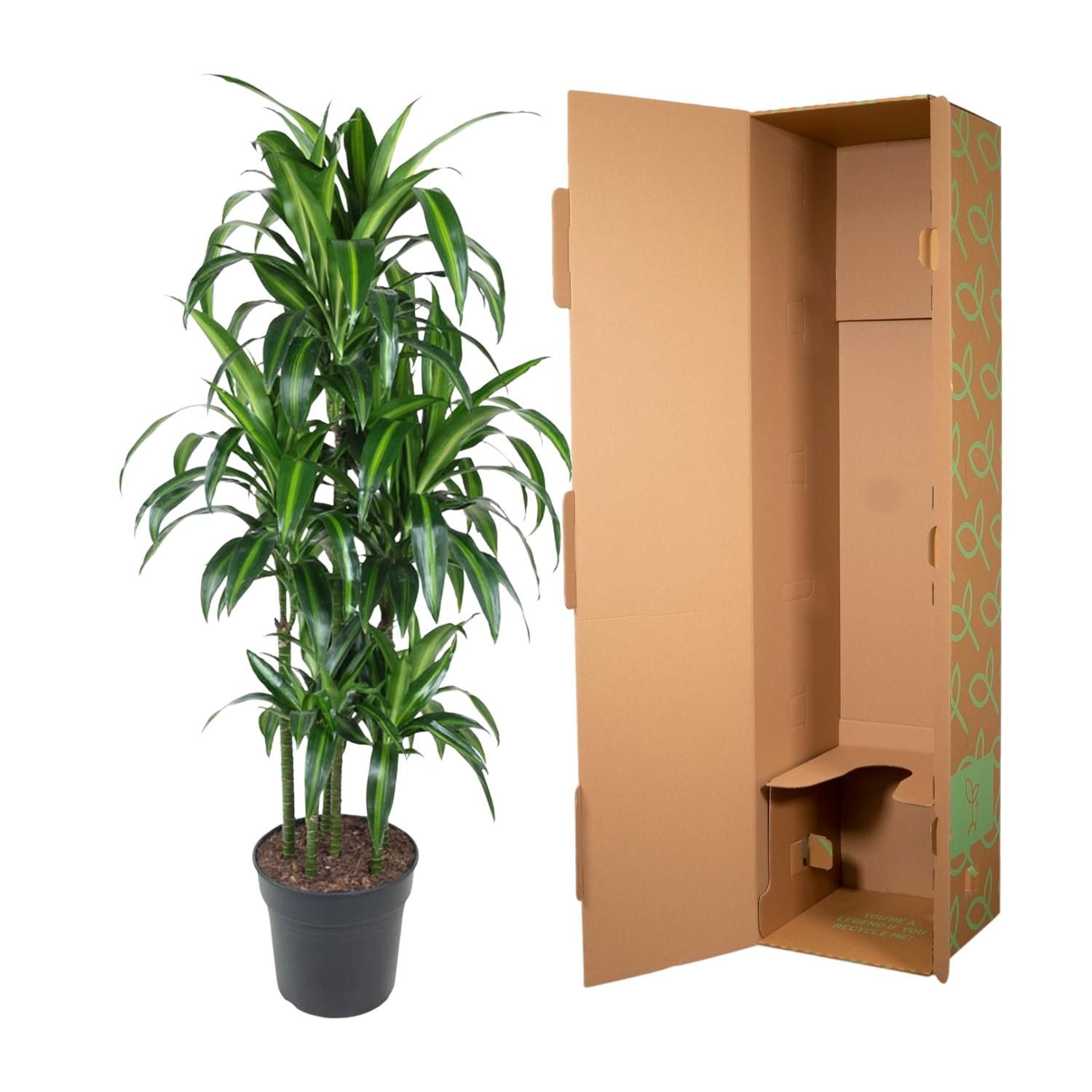 Dracaena Hawaiiana Carrousel - 150 cm - ø31 (8721055692430)