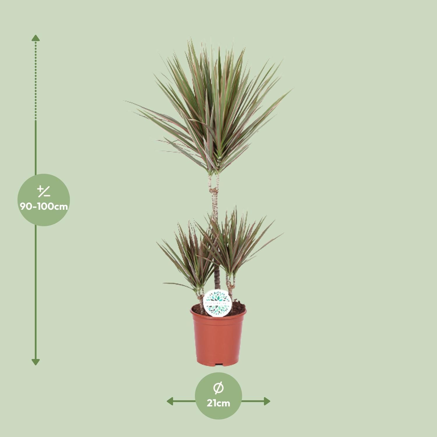 Dracaena Bicolor (15991)