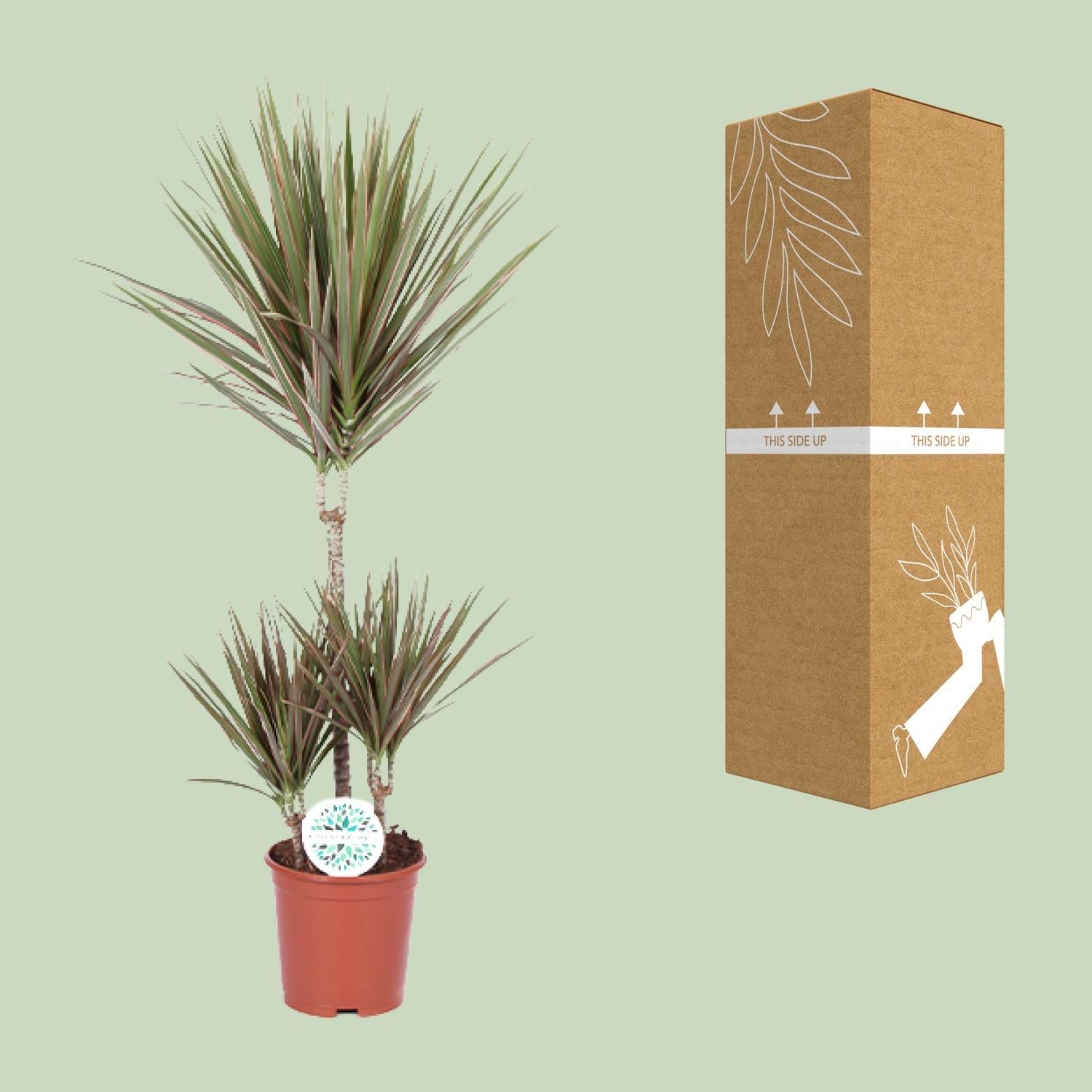 Dracaena Bicolor (15991)