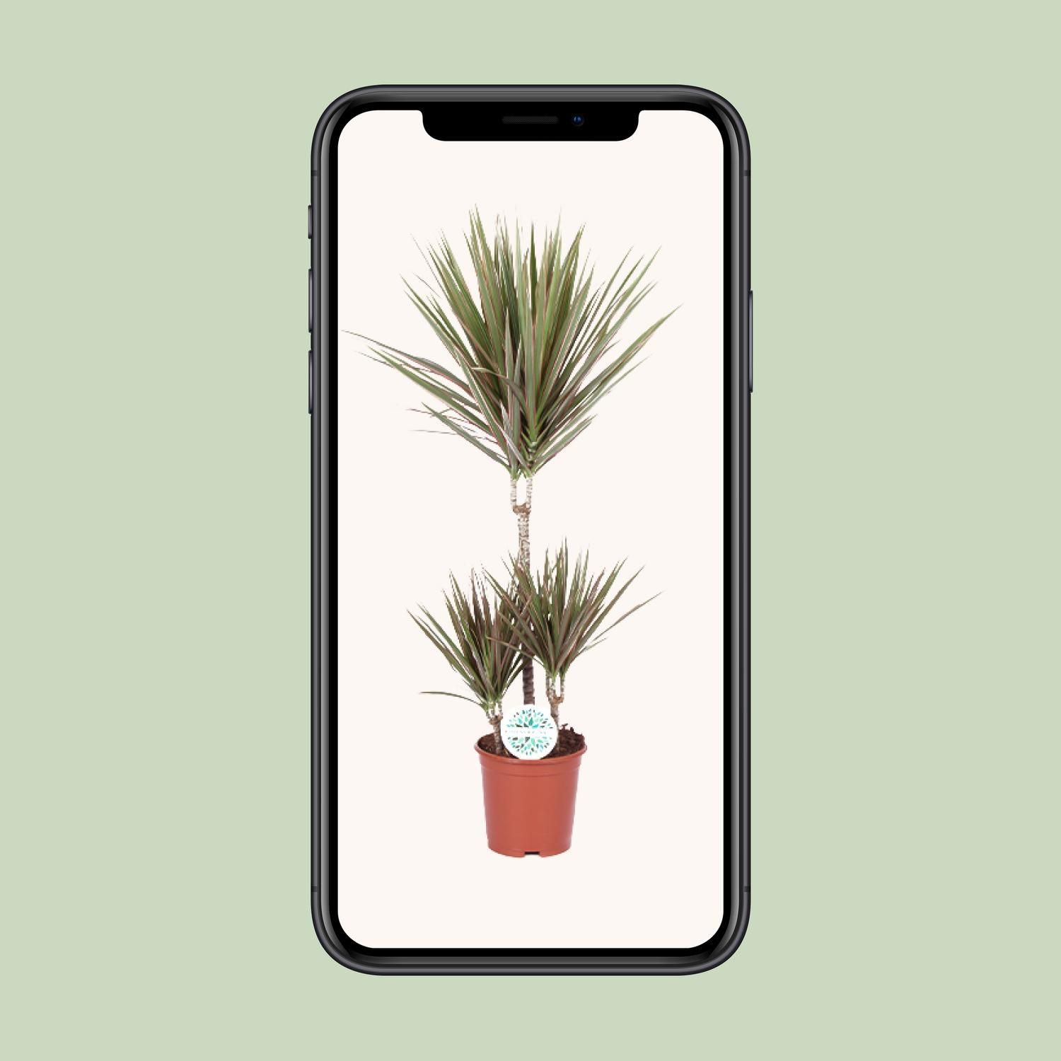 Dracaena Bicolor (15991)