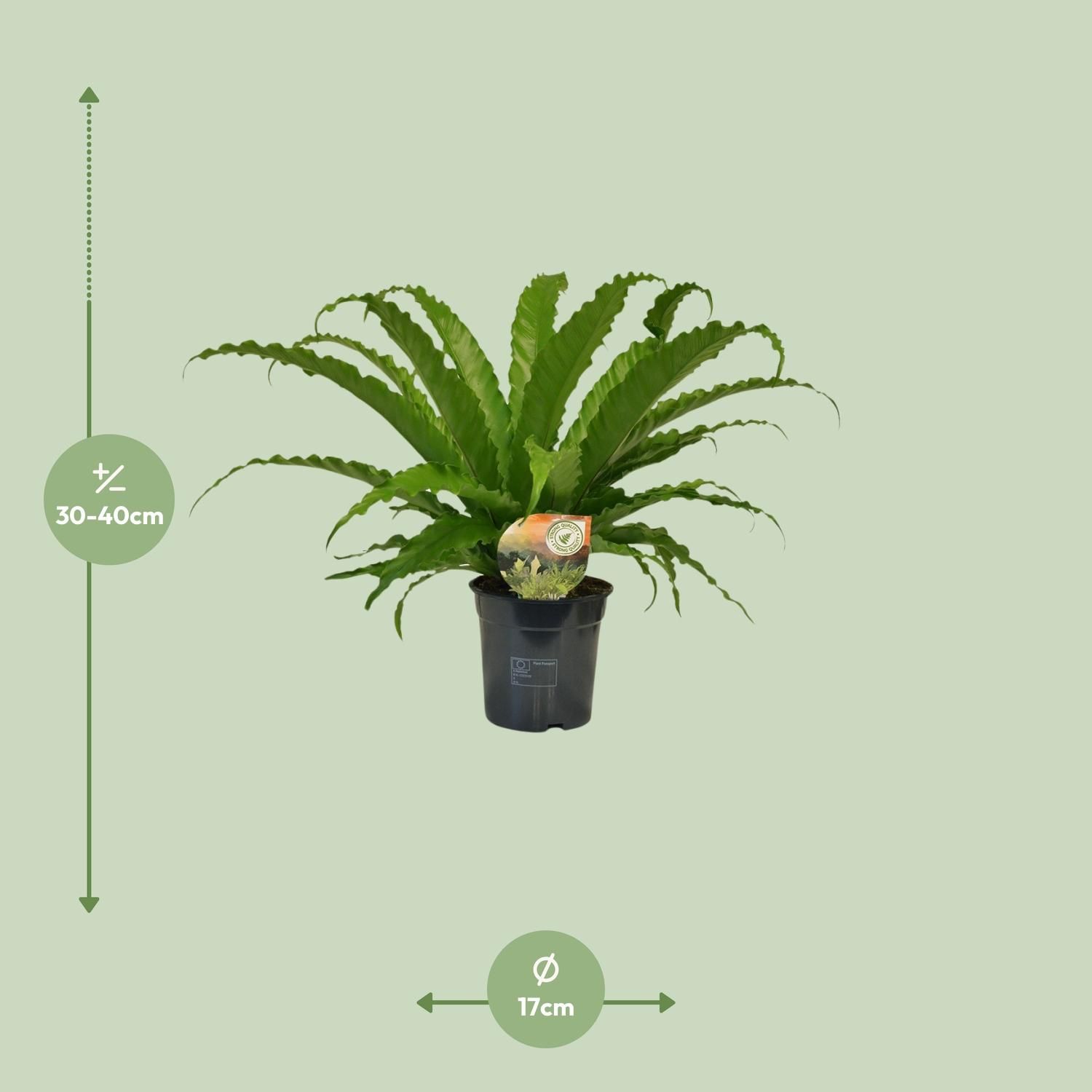 Asplenium Osaka (9909)