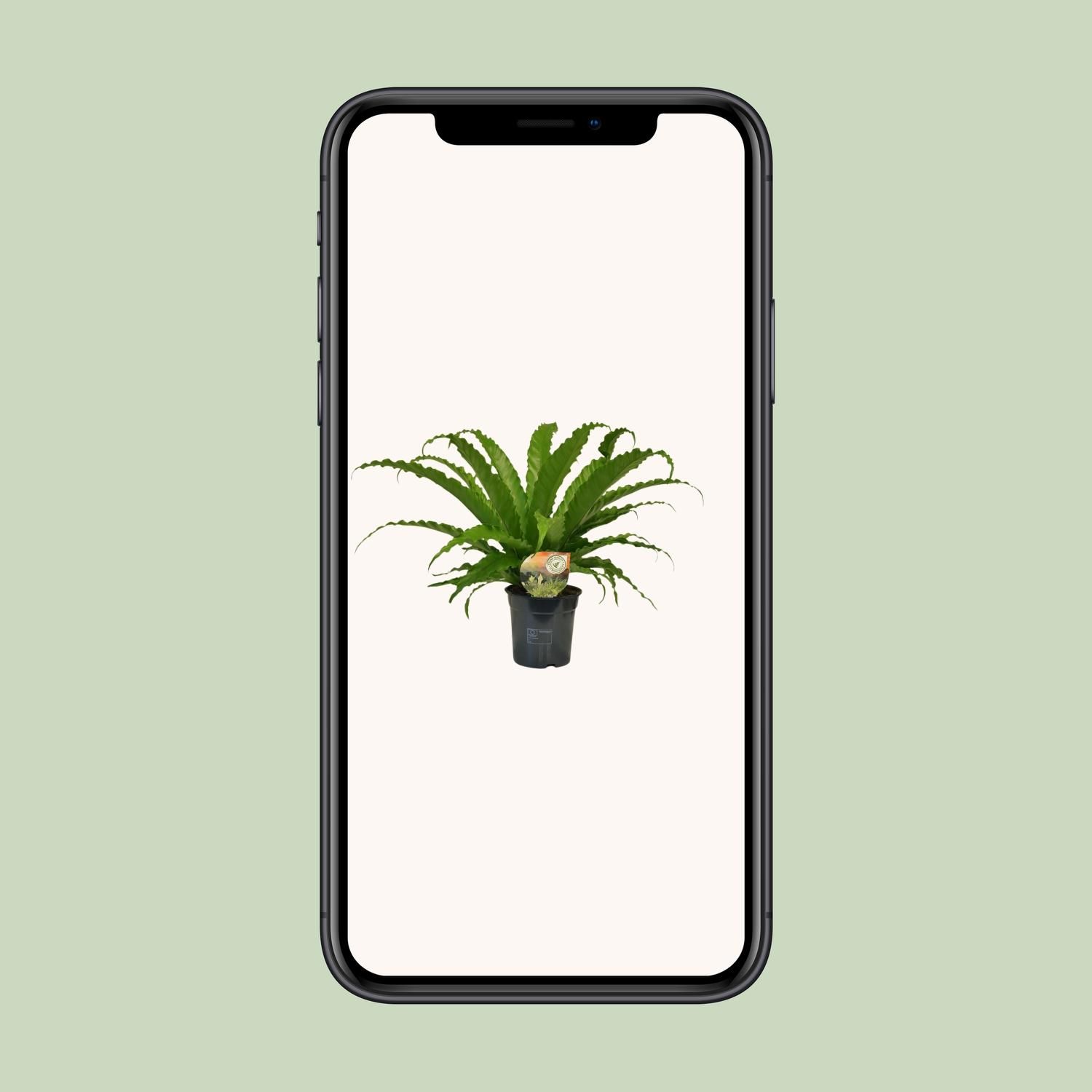 Asplenium Osaka (9909)