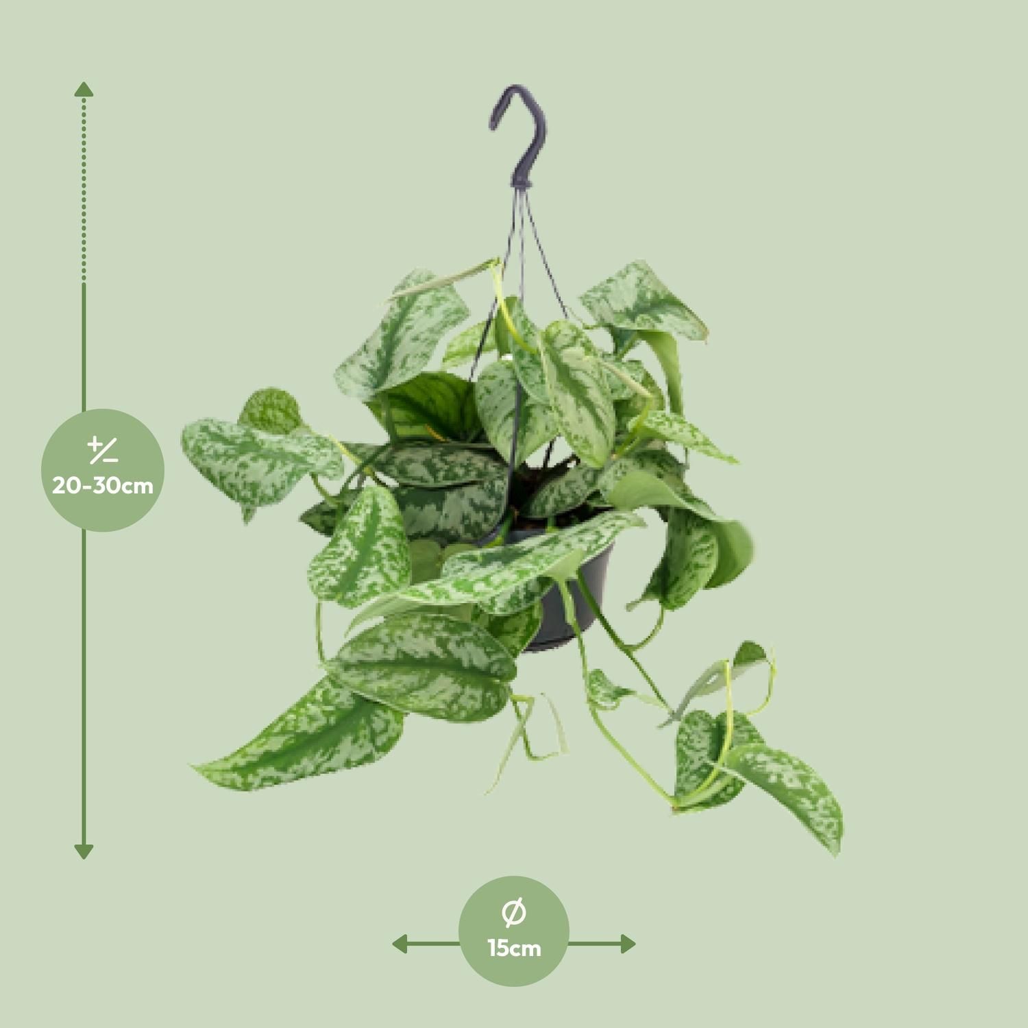 Scindapsus Pictus Trebie (8720634284738)