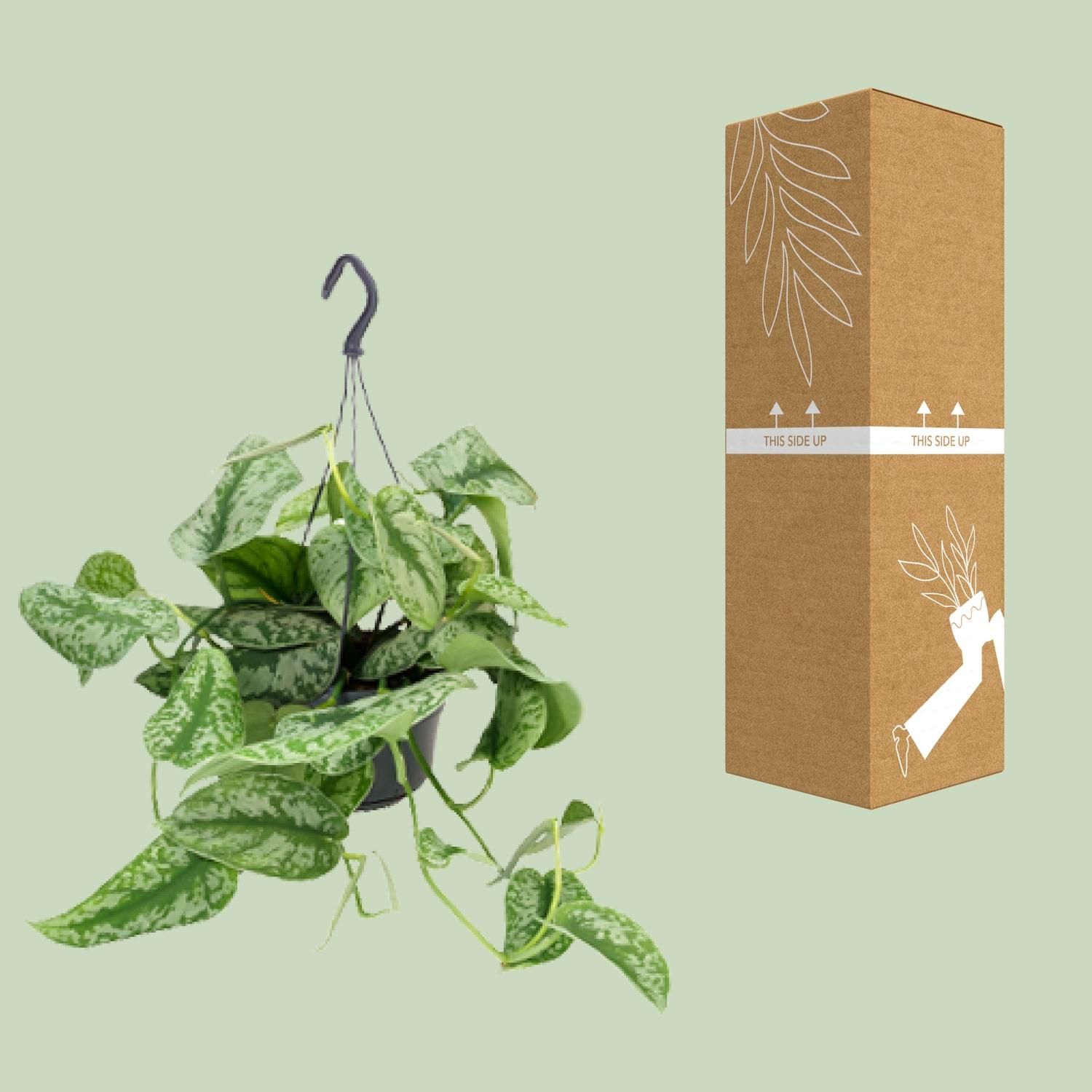 Scindapsus Pictus Trebie (8720634284738)