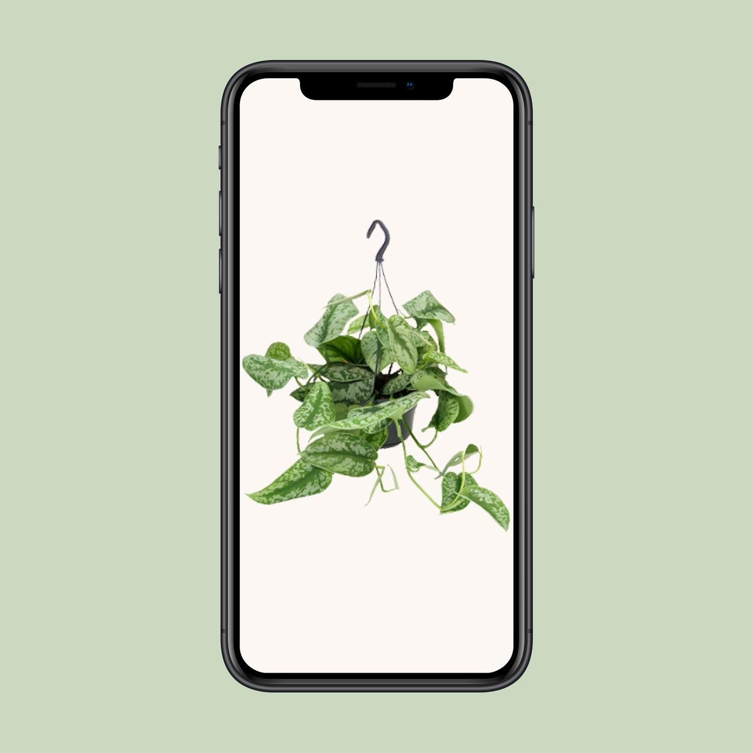 Scindapsus Pictus Trebie (8720634284738)