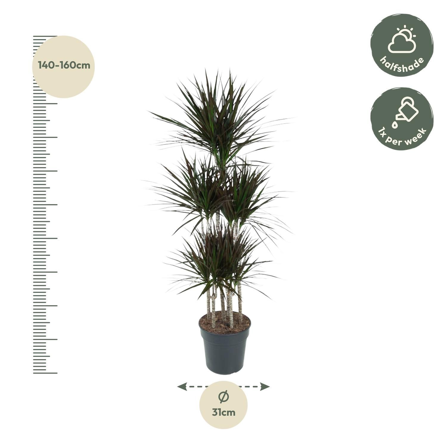 Dracaena Magenta Carrousel - 150cm - ø31 (8721055692591)