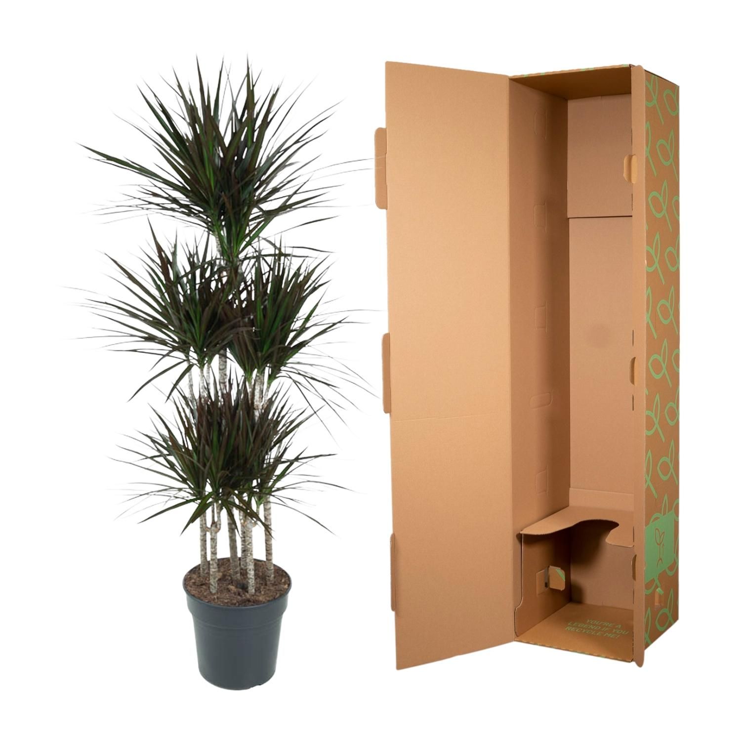 Dracaena Magenta Carrousel - 150cm - ø31 (8721055692591)