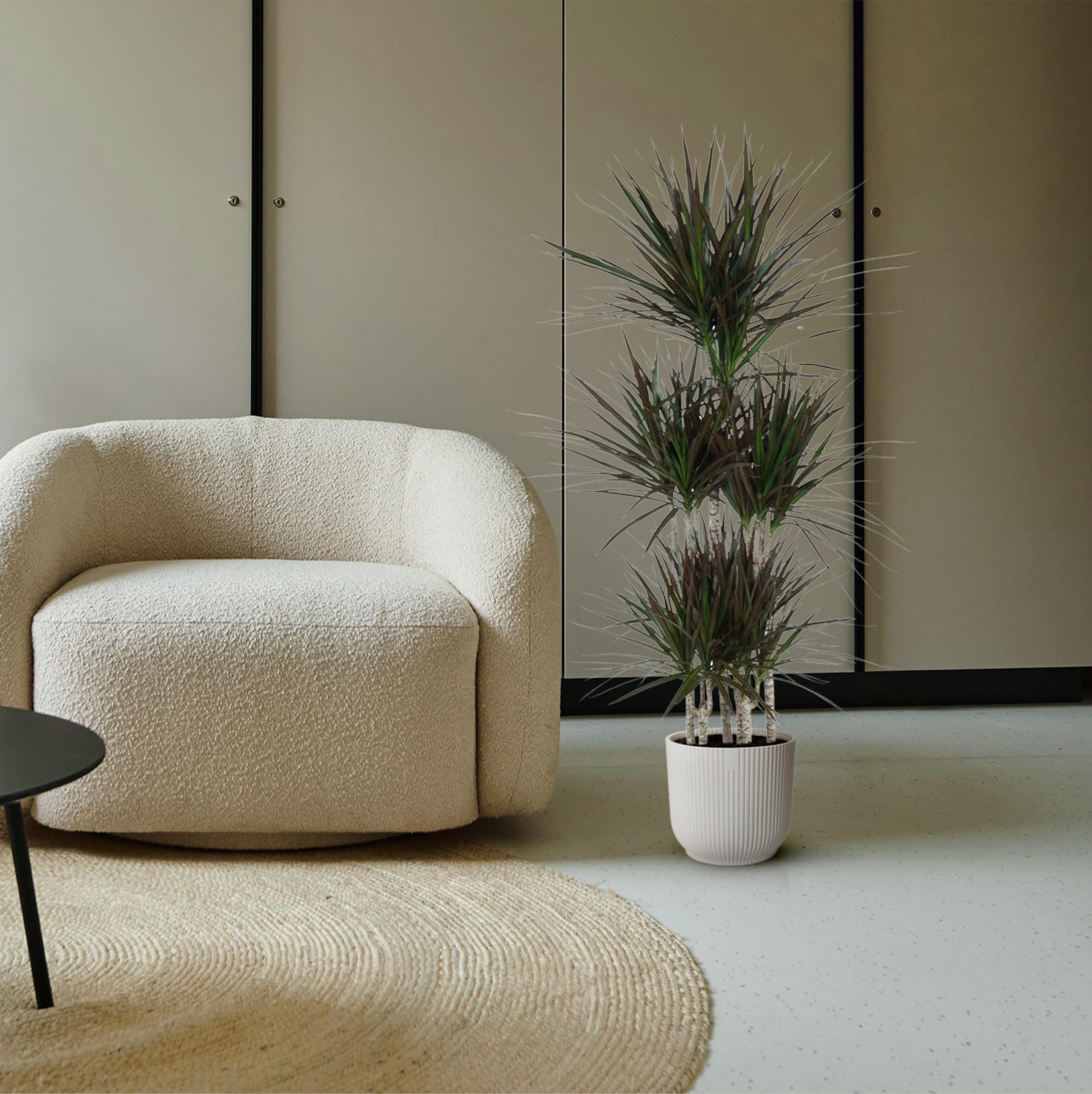 Dracaena Magenta Carrousel - 150cm - ø31 (8721055692591)