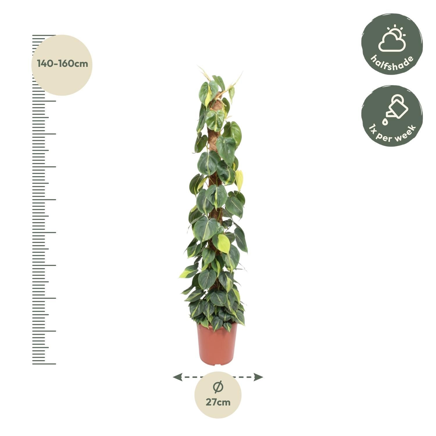 Philodendron Scandens Brasil mosstok - 150 cm - ø27 (8721055691280)