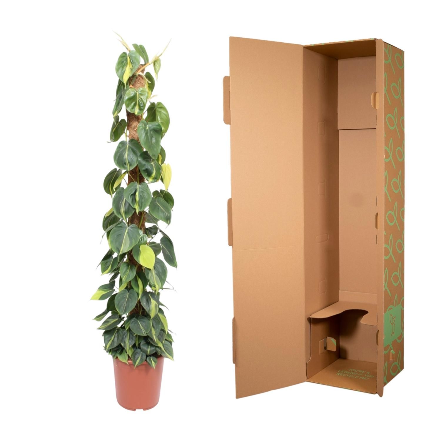 Philodendron Scandens Brasil mosstok - 150 cm - ø27 (8721055691280)