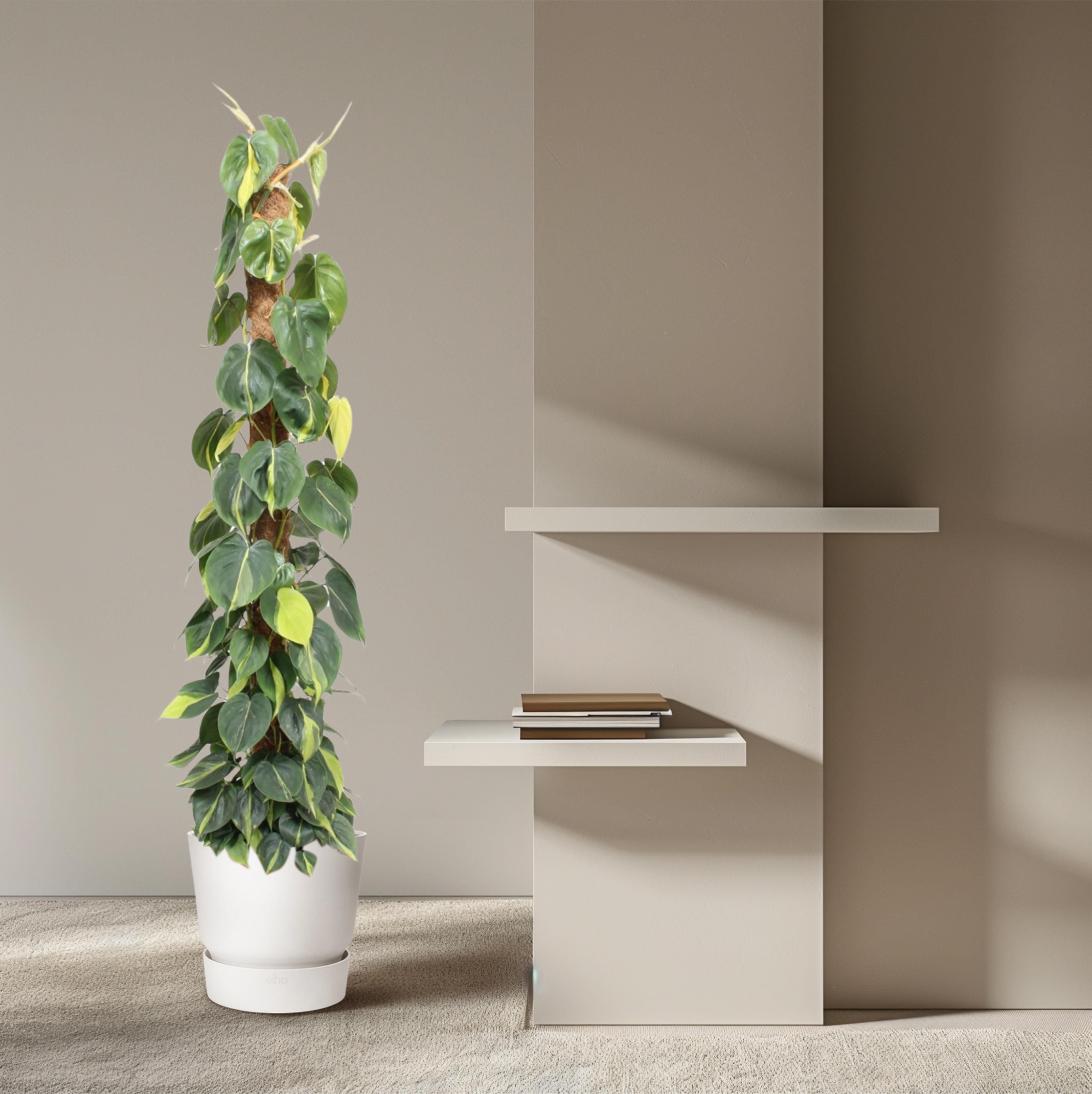 Philodendron Scandens Brasil mosstok - 150 cm - ø27 (8721055691280)