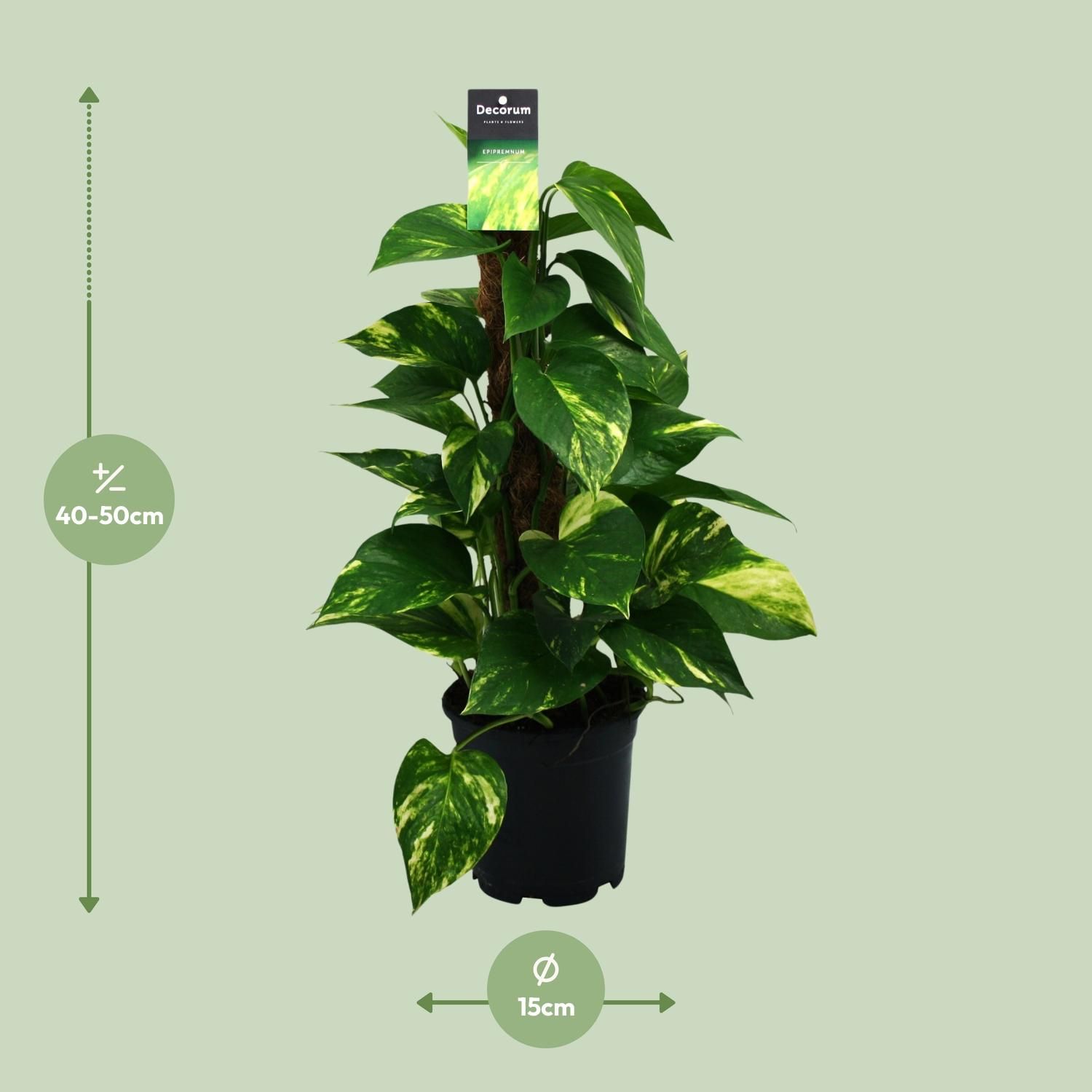 Scindapsus (Epipremnum) (12474)