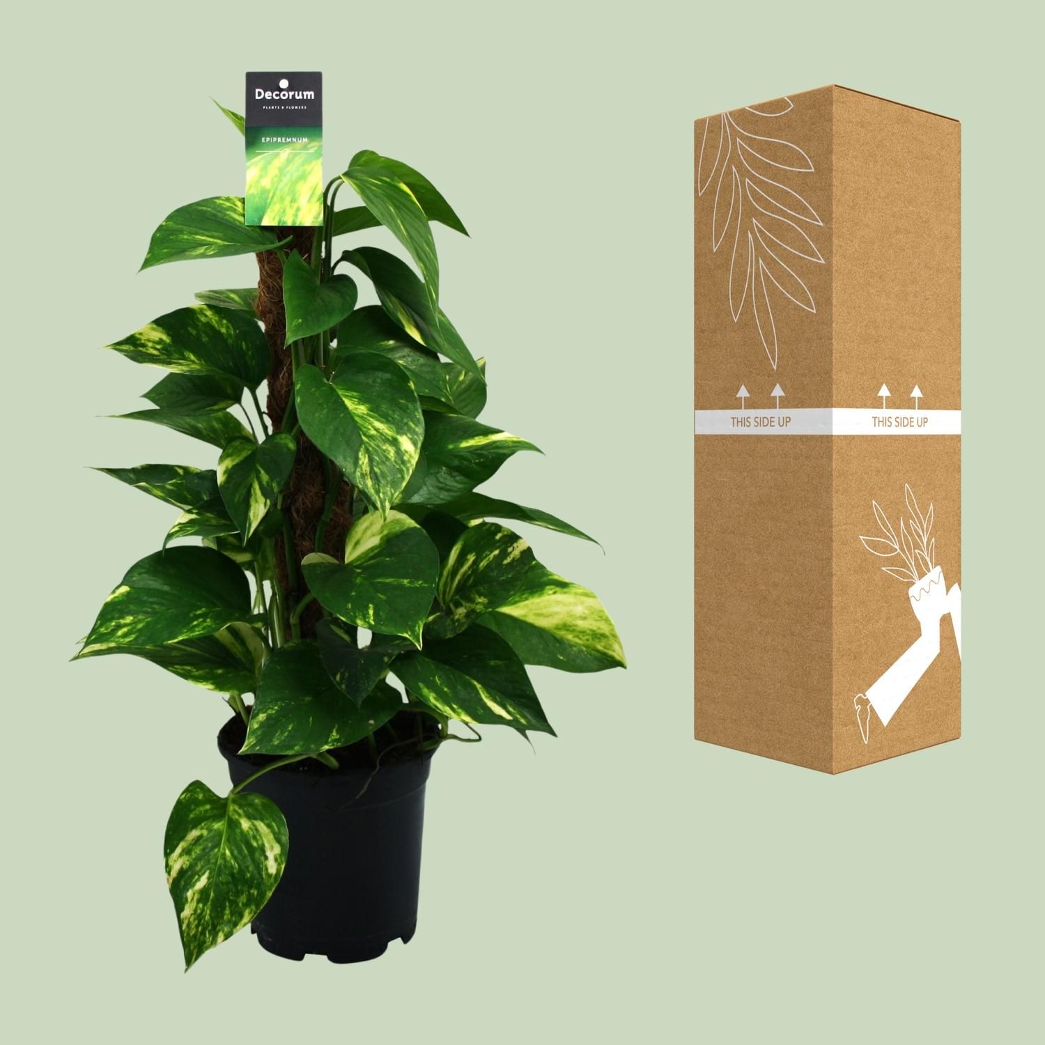 Scindapsus (Epipremnum) (12474)