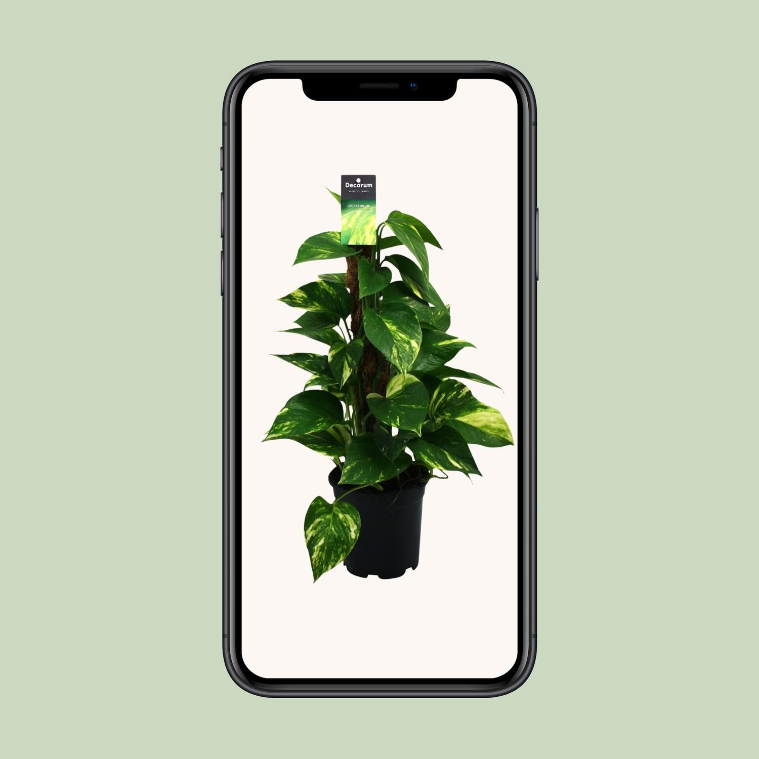 Scindapsus (Epipremnum) (12474)