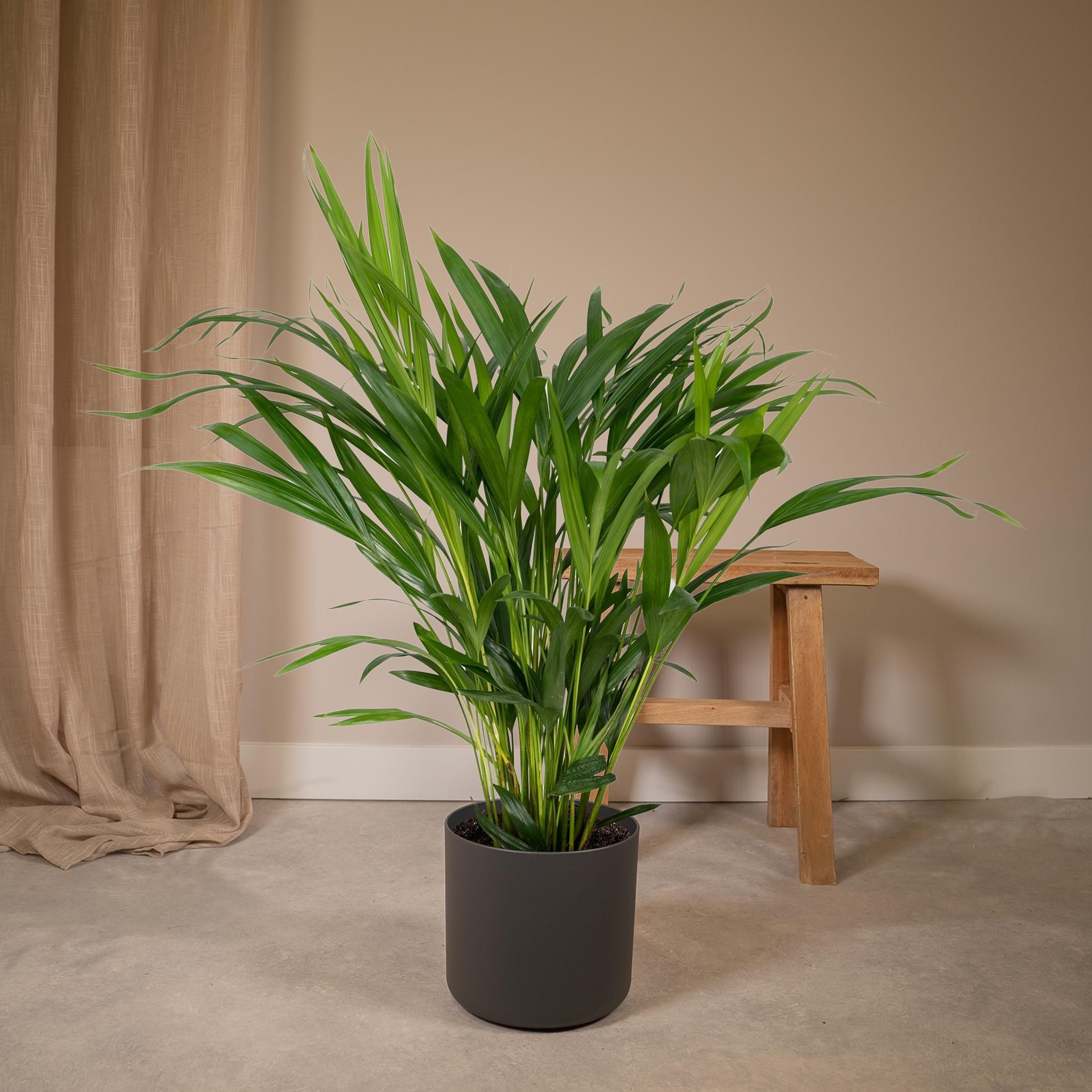Dypsis Lutescens - Areca (8720634285360)