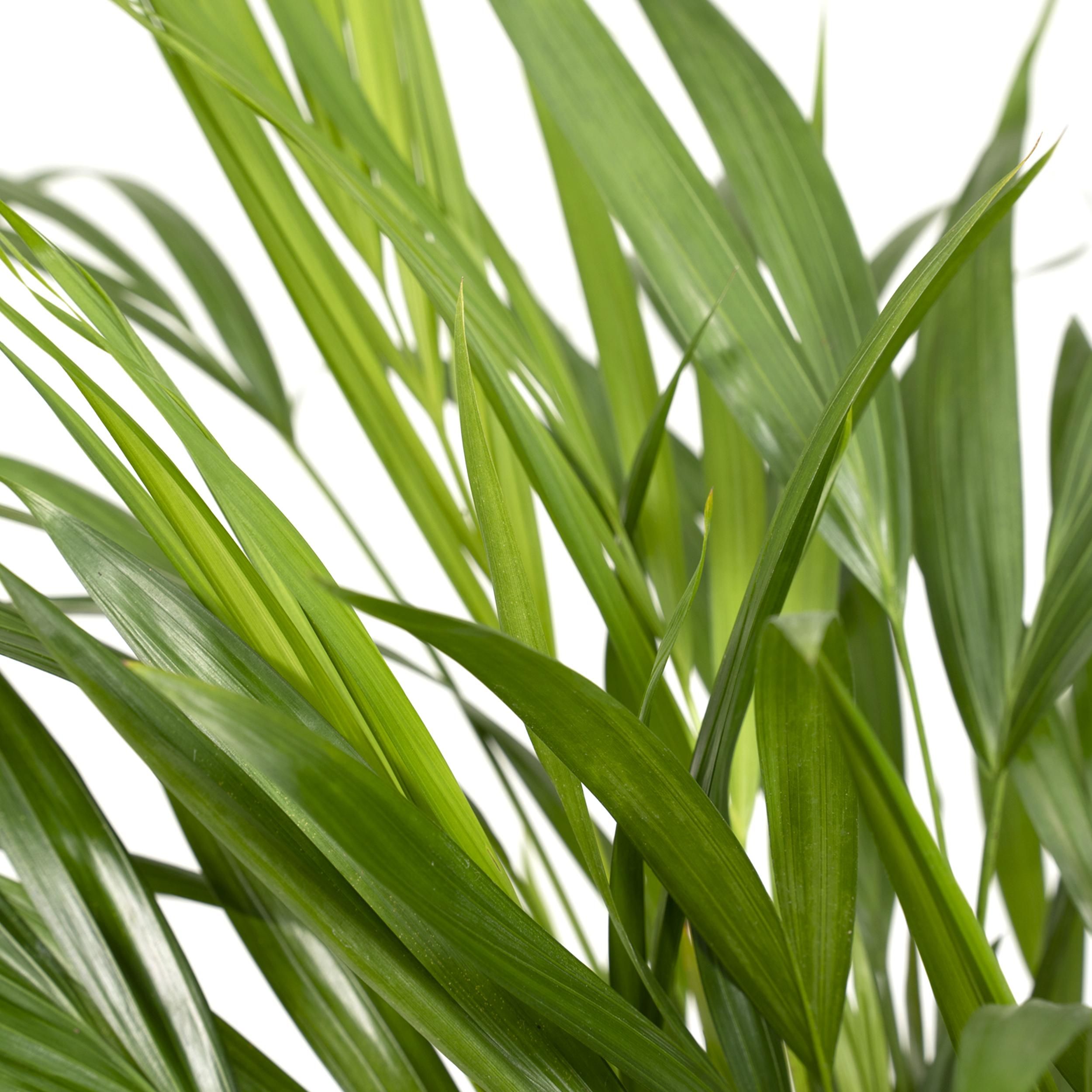 Dypsis Lutescens - Areca (8720634285360)