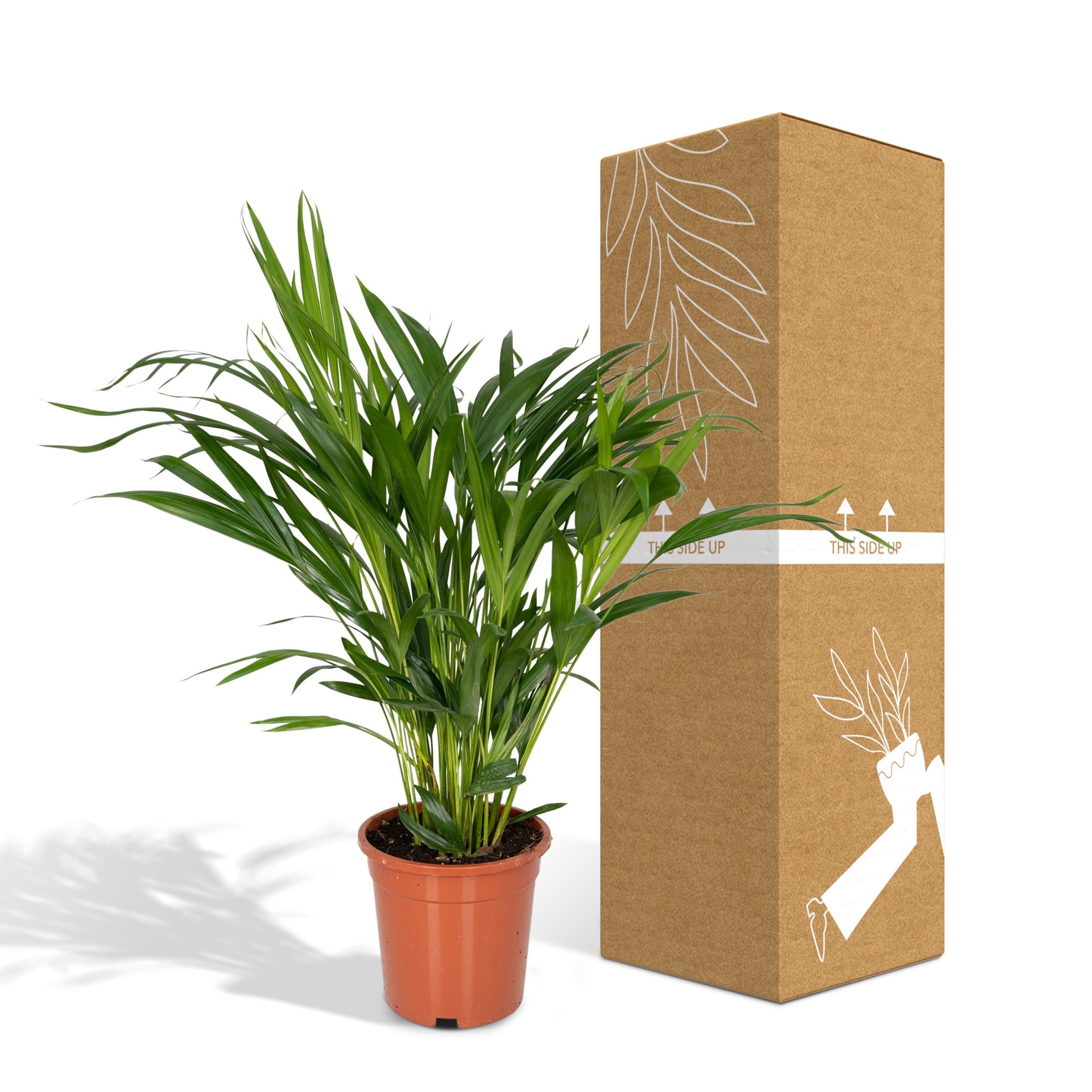 Dypsis Lutescens - Areca (8720634285360)