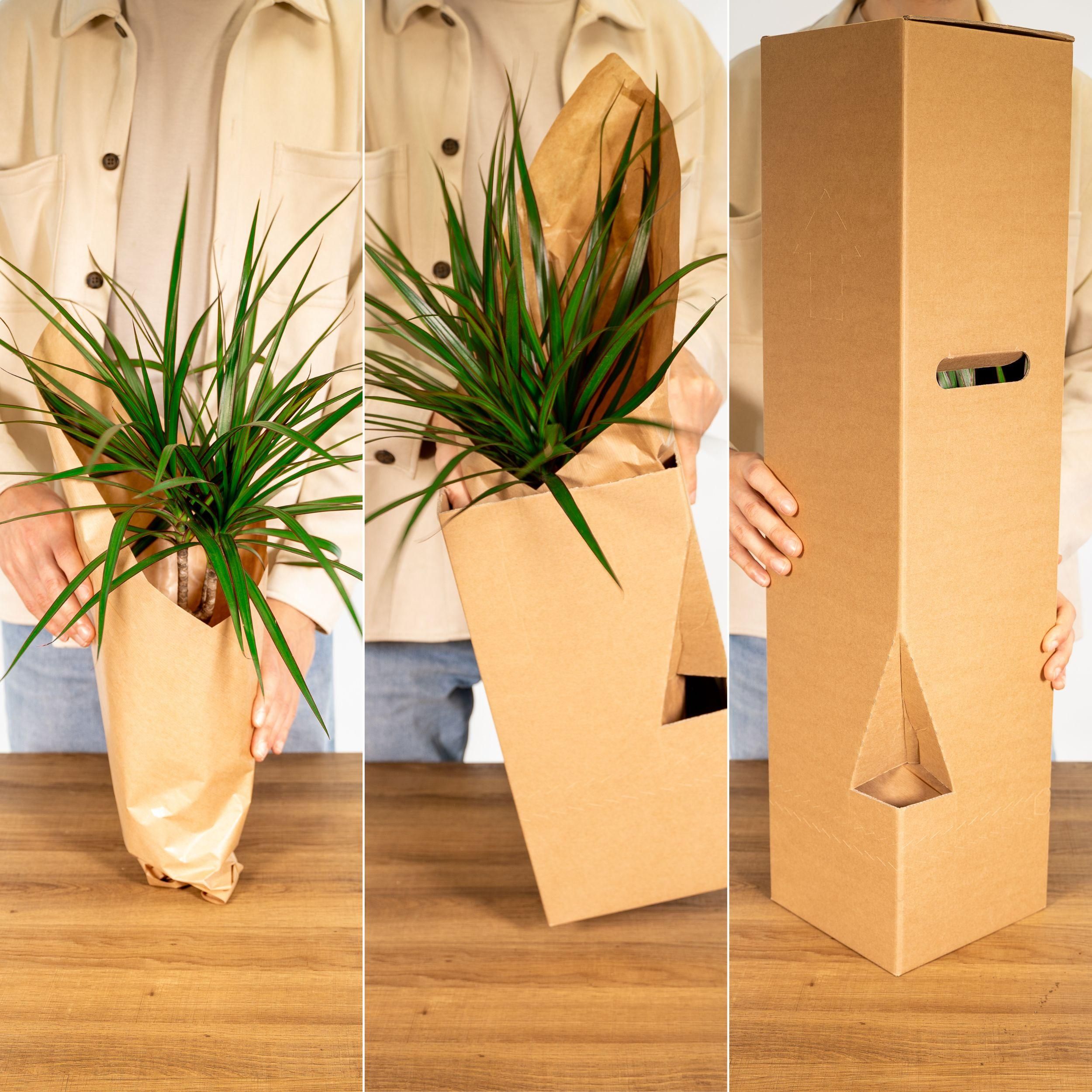 Dypsis Lutescens - Areca (8720634285360)