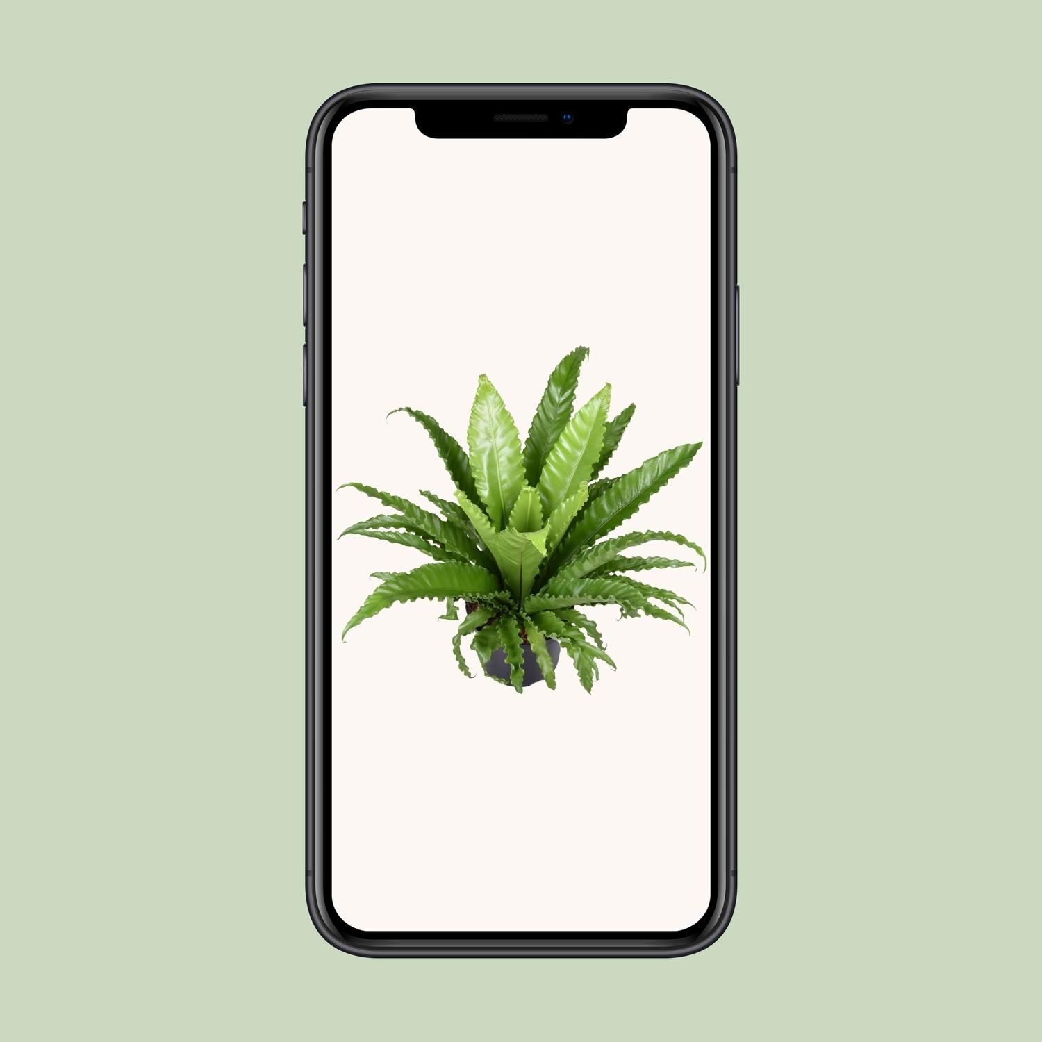 Asplenium Antiquum Osaka (9733)