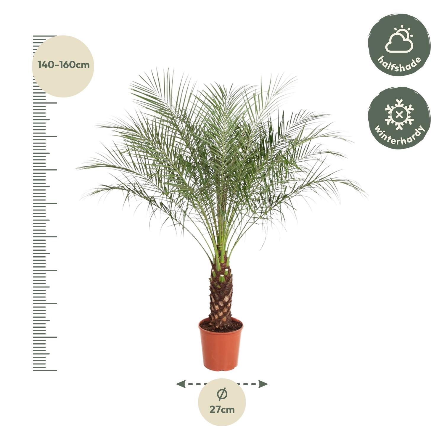 Phoenix Roebelenii - 160 cm - ø27 (8721055692911)