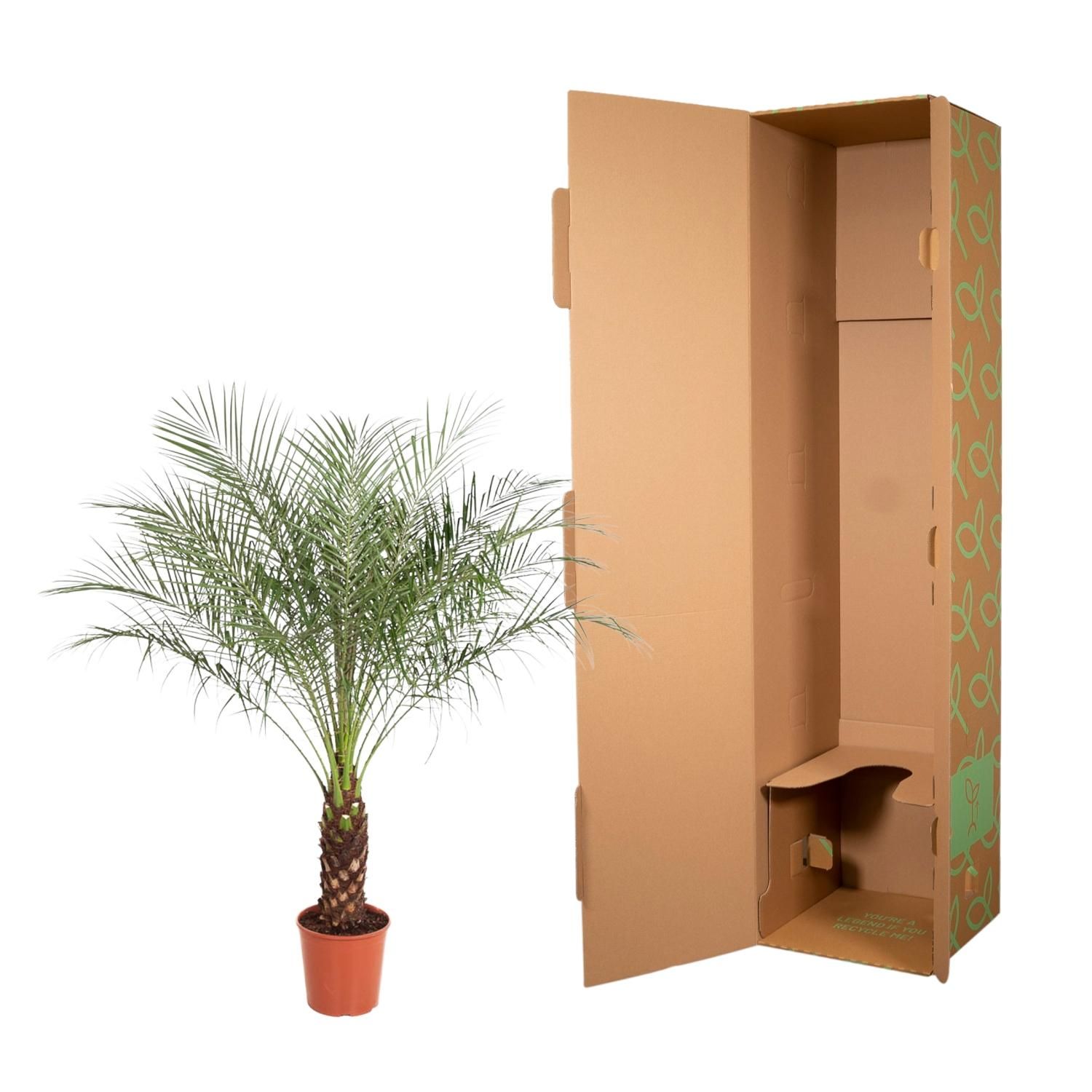 Phoenix Roebelenii - 160 cm - ø27 (8721055692911)