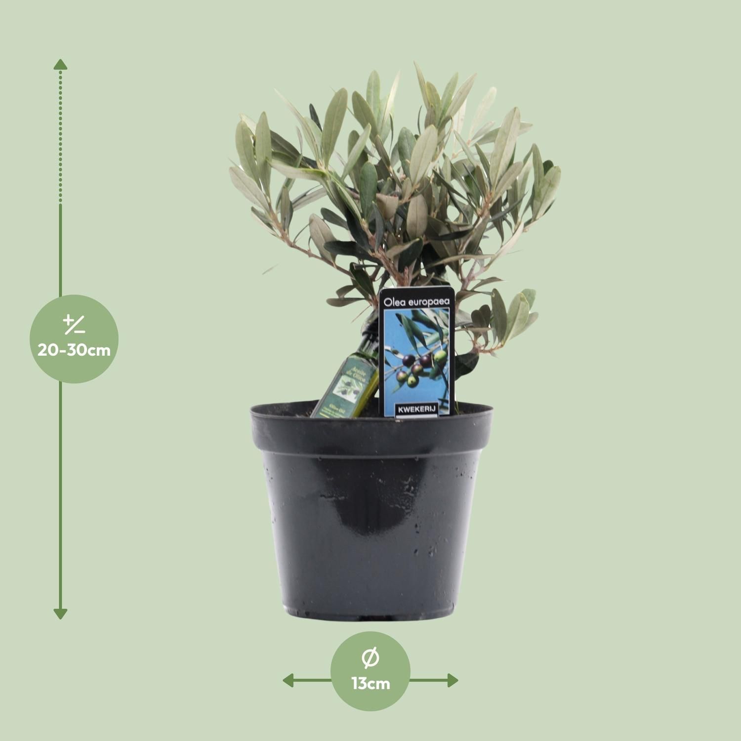 Olea Olijf (8720634287883)