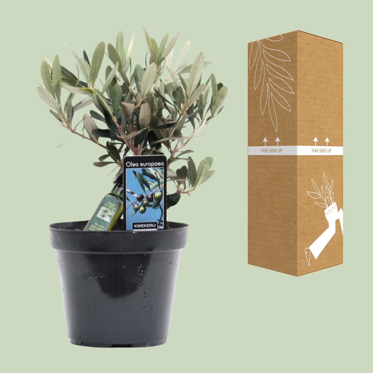 Olea Olijf (8720634287883)