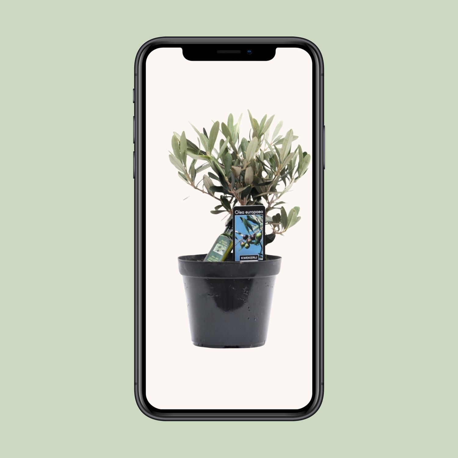 Olea Olijf (8720634287883)