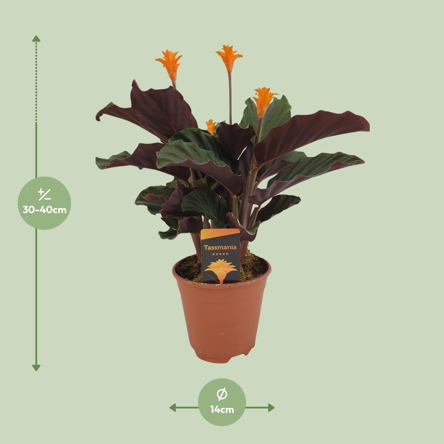 Calathea Crocata (8720634286688)