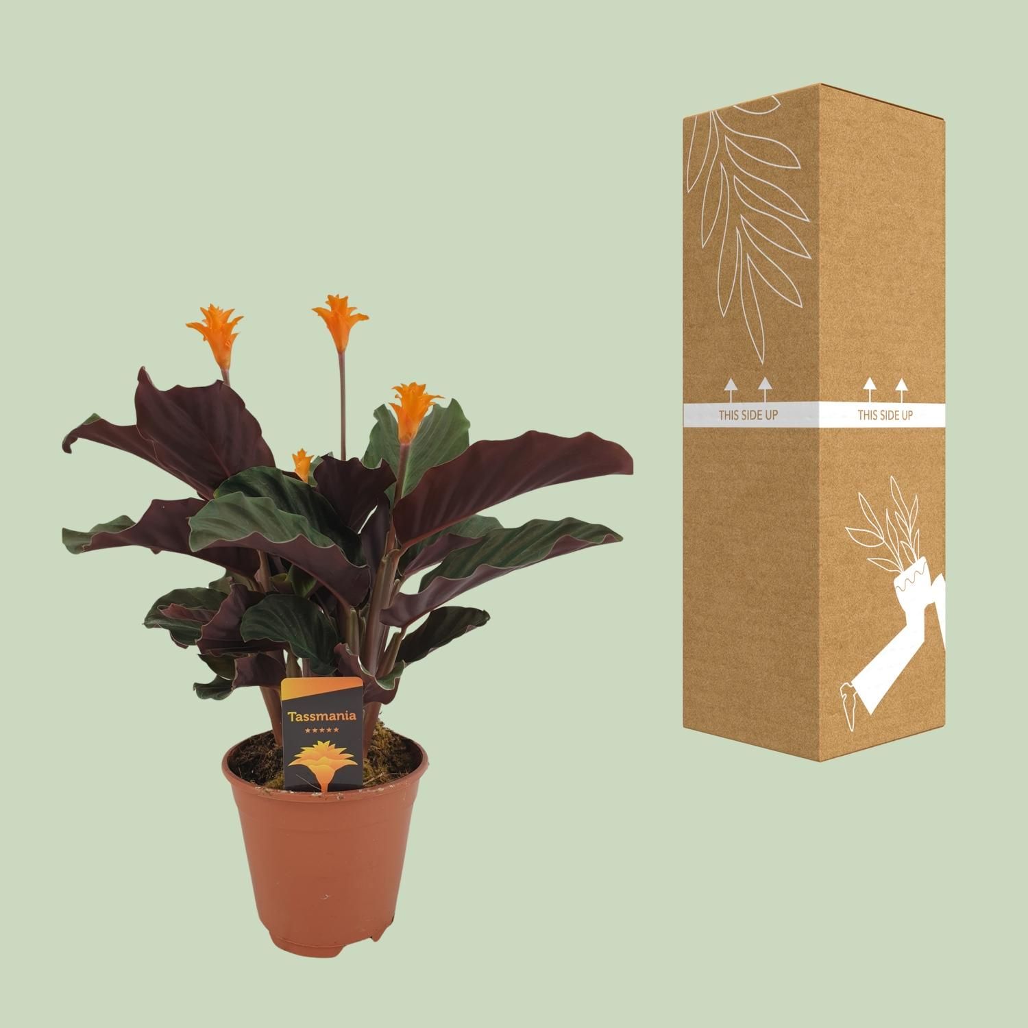 Calathea Crocata (8720634286688)