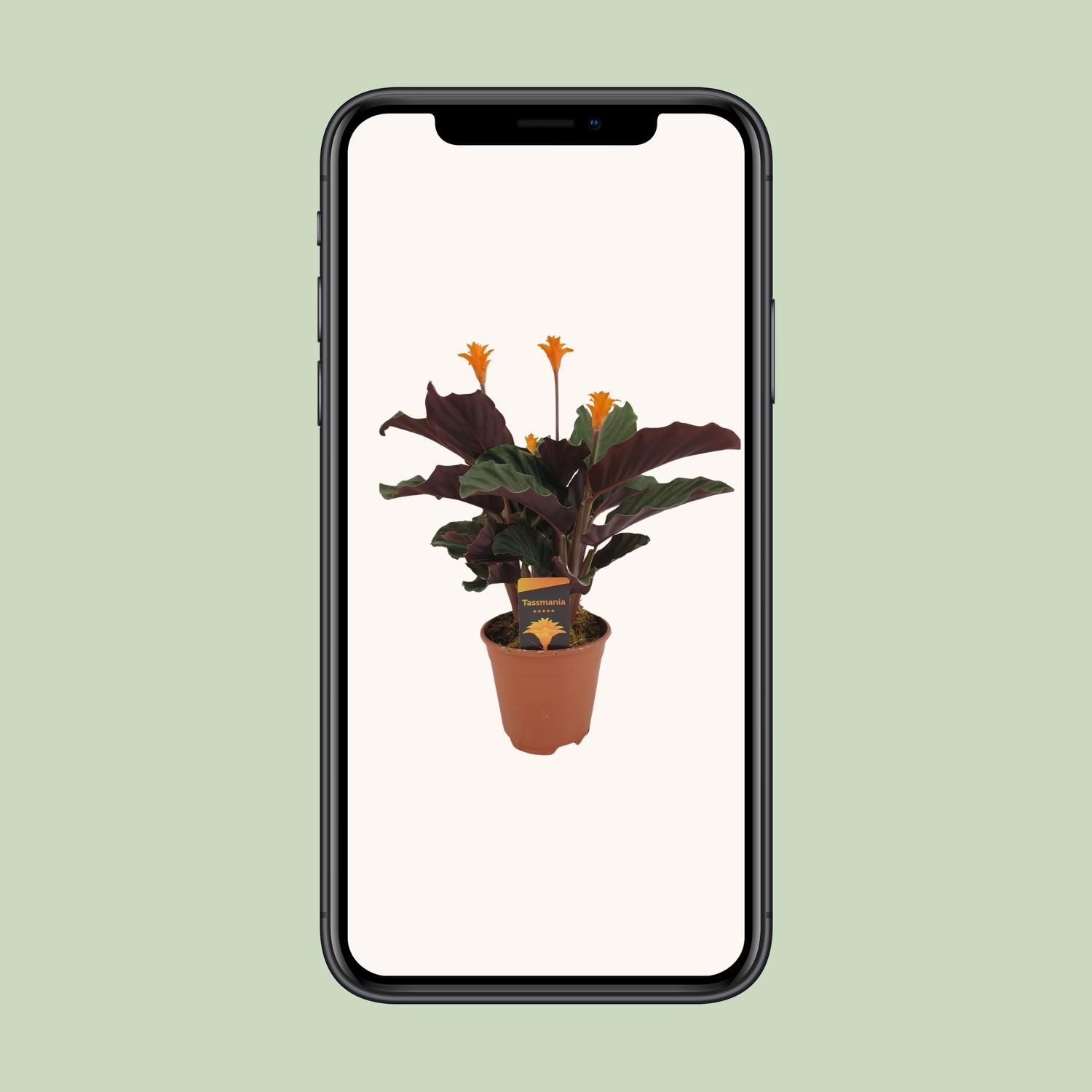 Calathea Crocata (8720634286688)