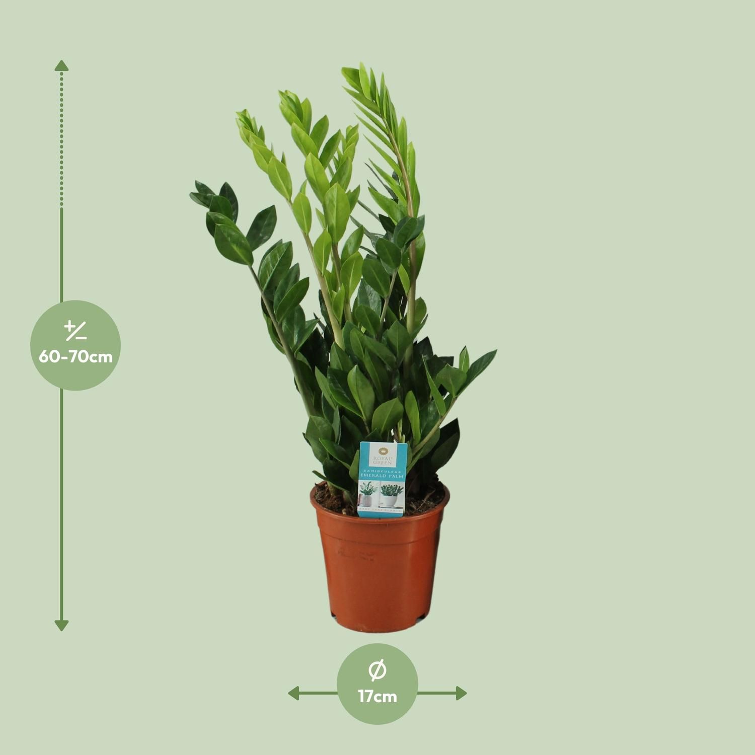 Zamioculcas Zamiifolia (12648)
