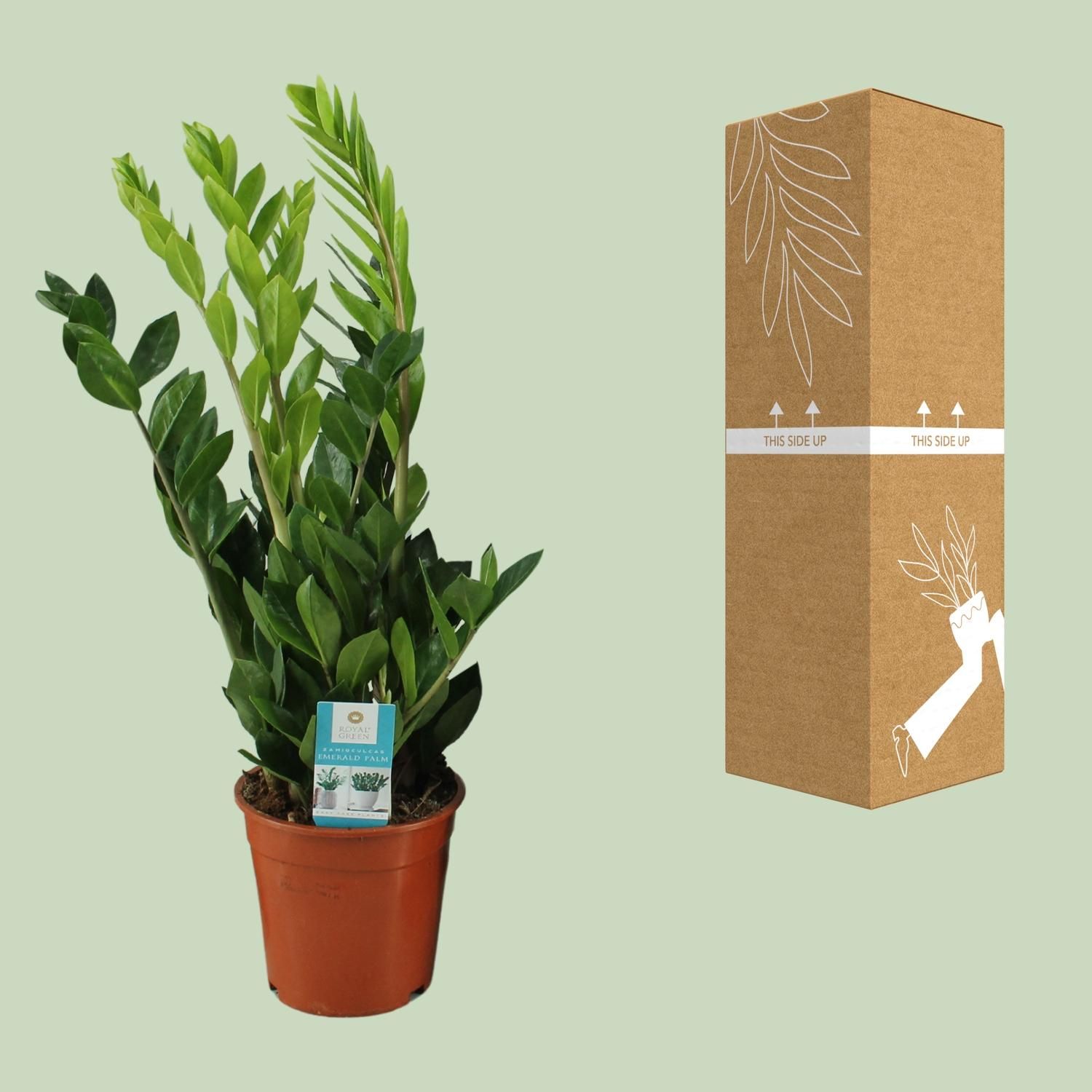 Zamioculcas Zamiifolia (12648)