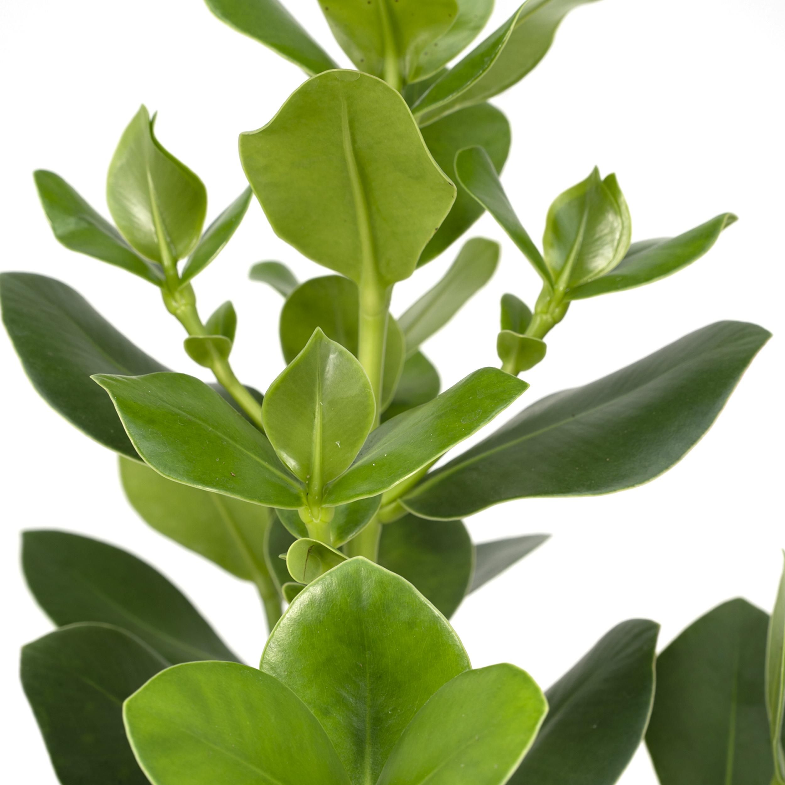 Clusia Rosea Princess (8720634287708)