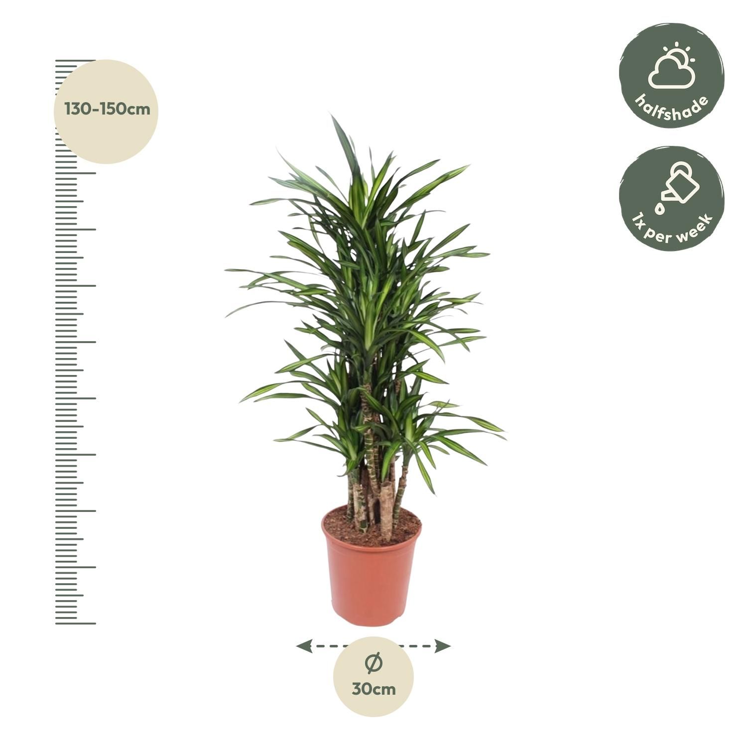Dracaena Riki - 140 cm - ø30 (8721055690320)