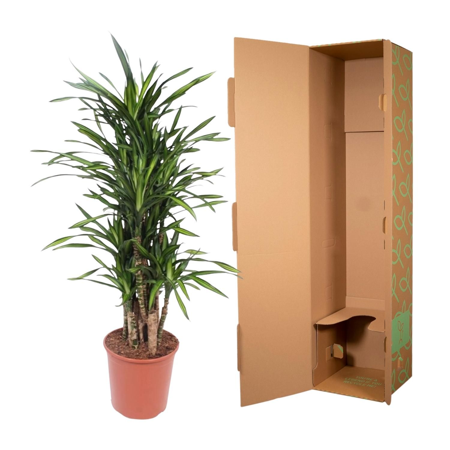 Dracaena Riki - 140 cm - ø30 (8721055690320)
