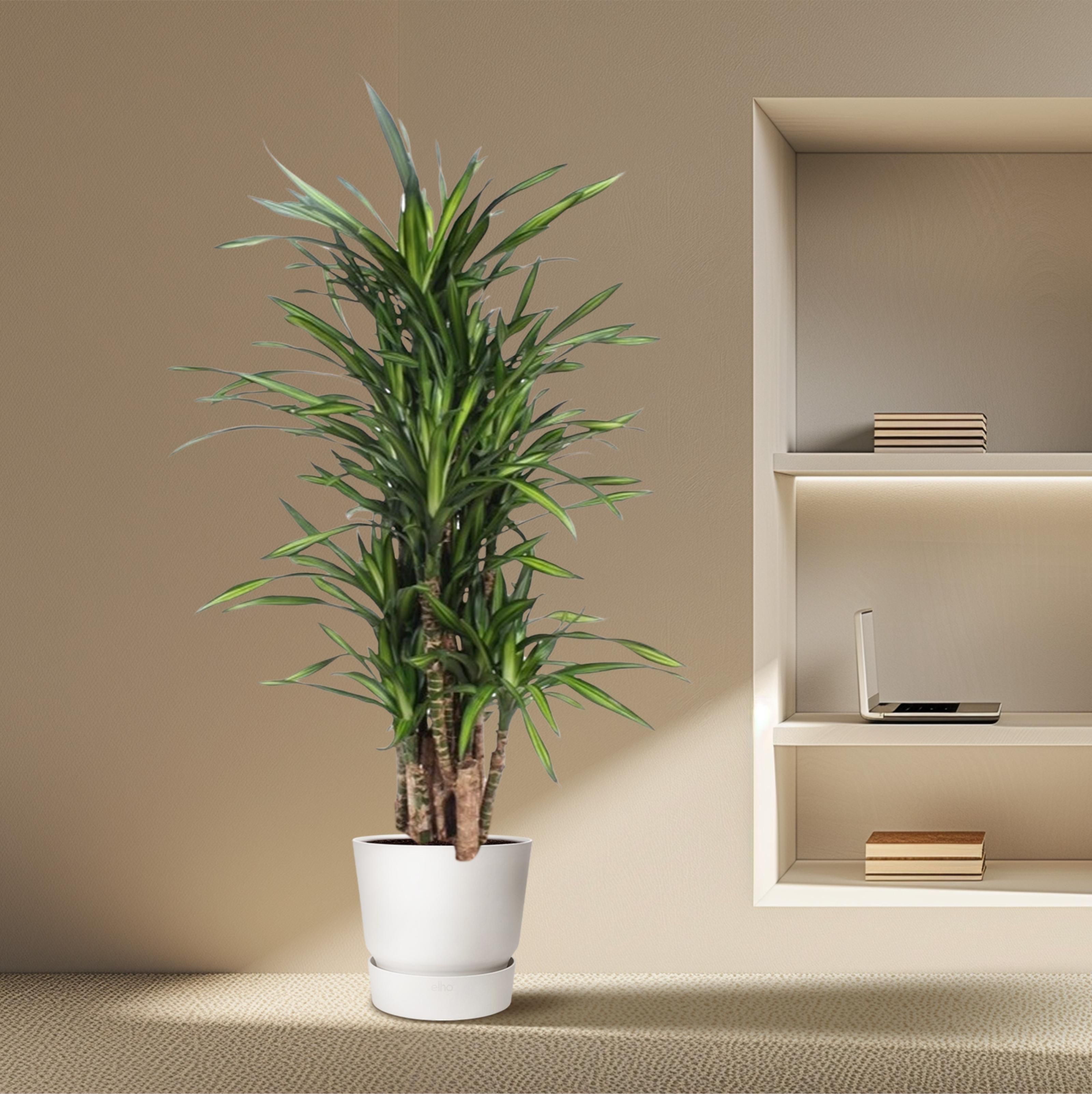 Dracaena Riki - 140 cm - ø30 (8721055690320)