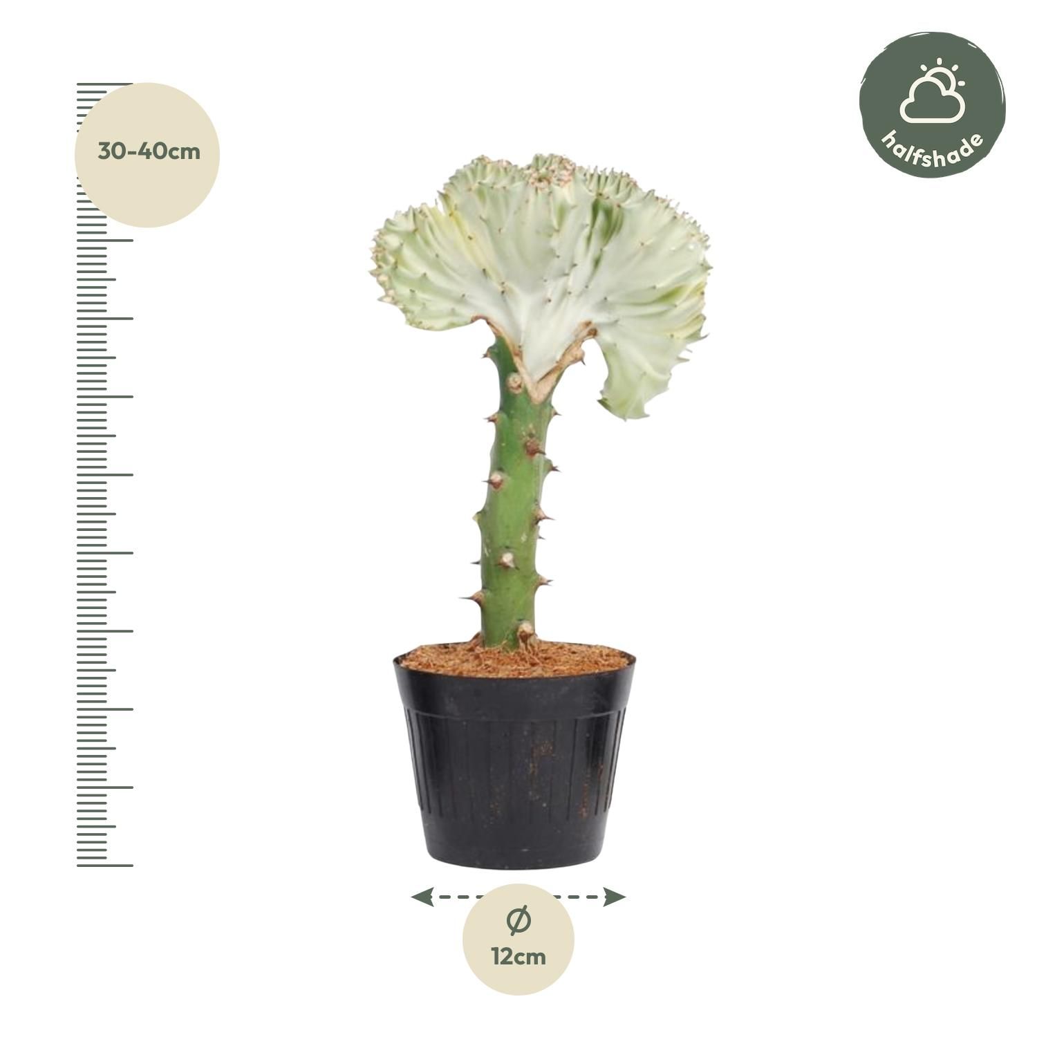 Euphorbia lactea Cristata wit - 35 cm - ø12 (8721081685048)