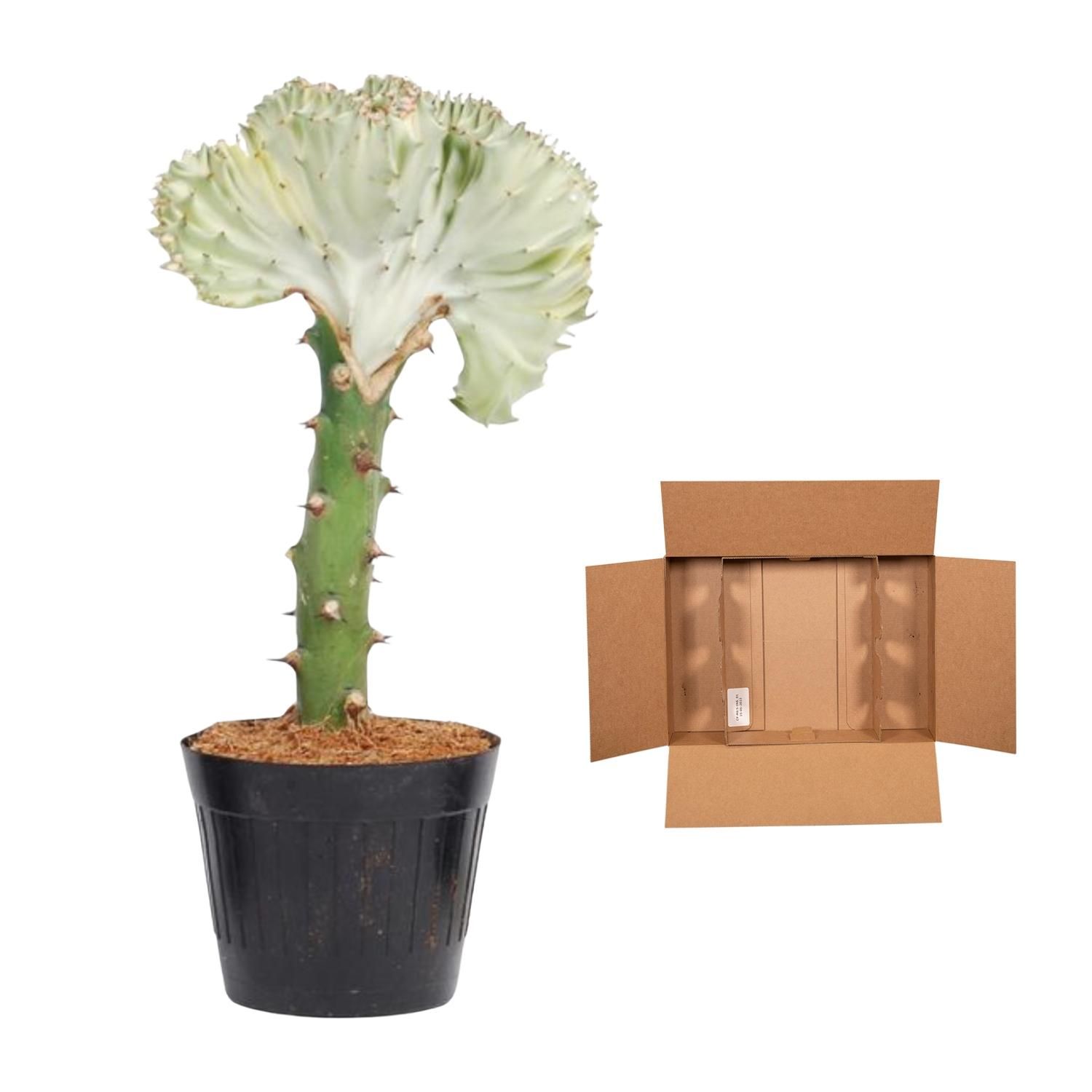 Euphorbia lactea Cristata wit - 35 cm - ø12 (8721081685048)