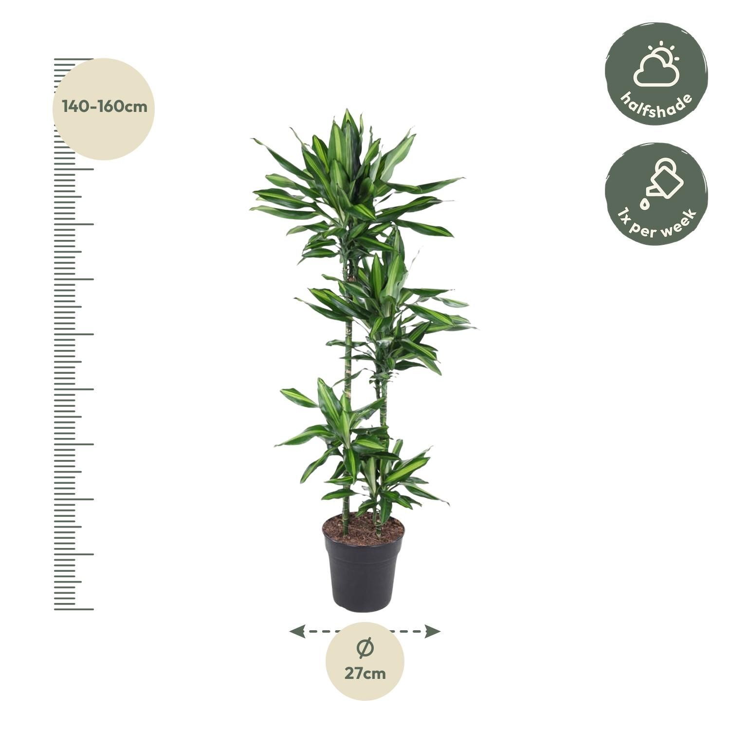 Dracaena Cintho - 150 cm - ø27 (8721055692249)