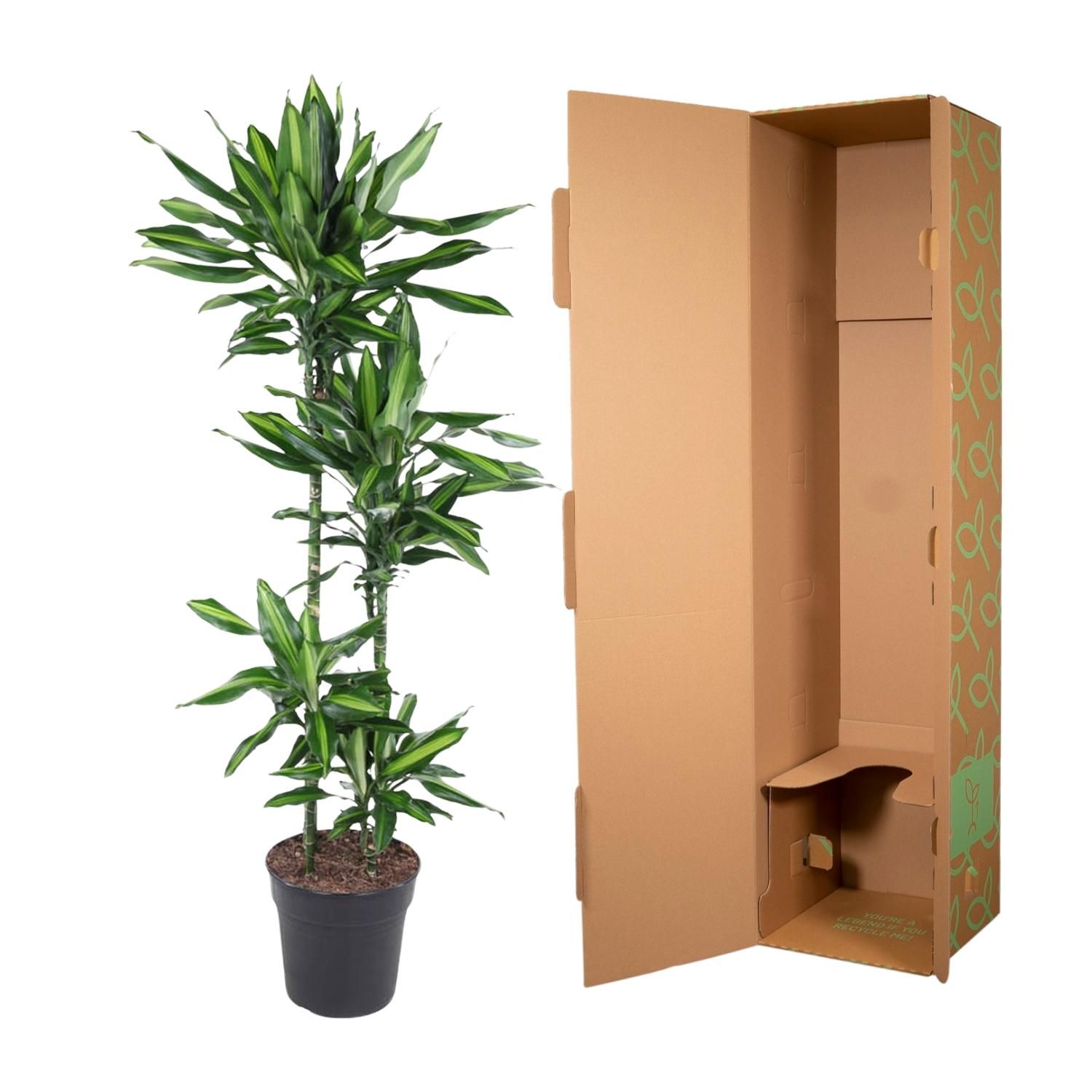 Dracaena Cintho - 150 cm - ø27 (8721055692249)