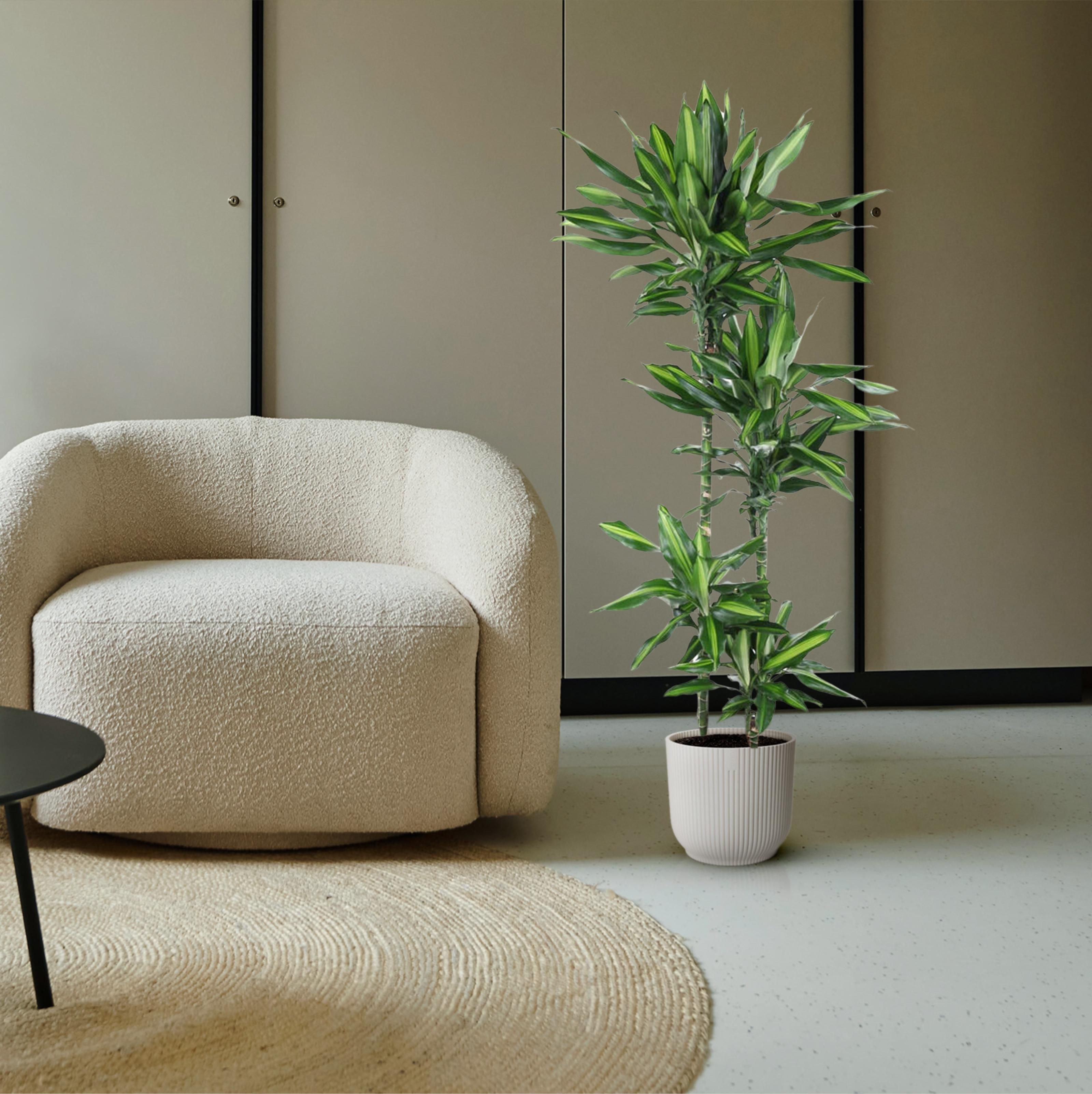 Dracaena Cintho - 150 cm - ø27 (8721055692249)