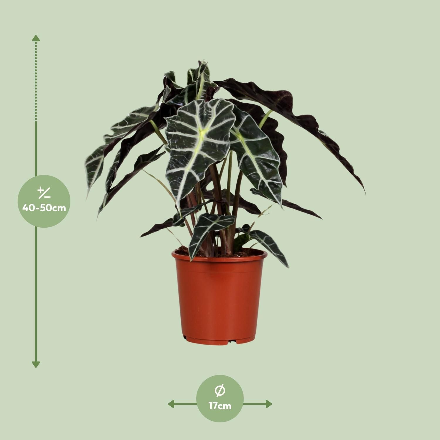 Alocasia Polly (8689)