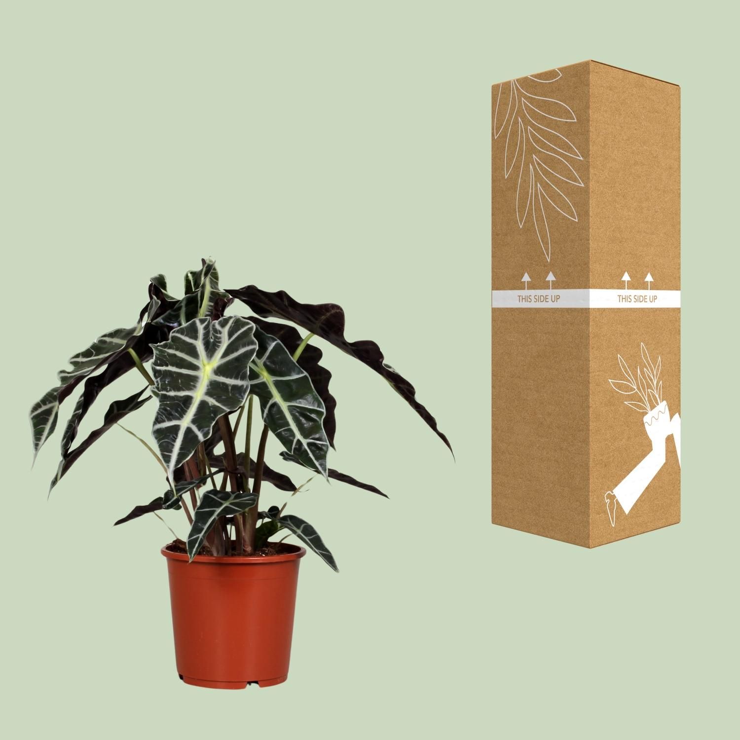 Alocasia Polly (8689)