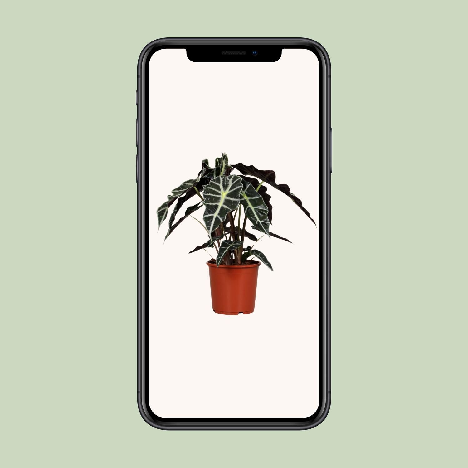 Alocasia Polly (8689)